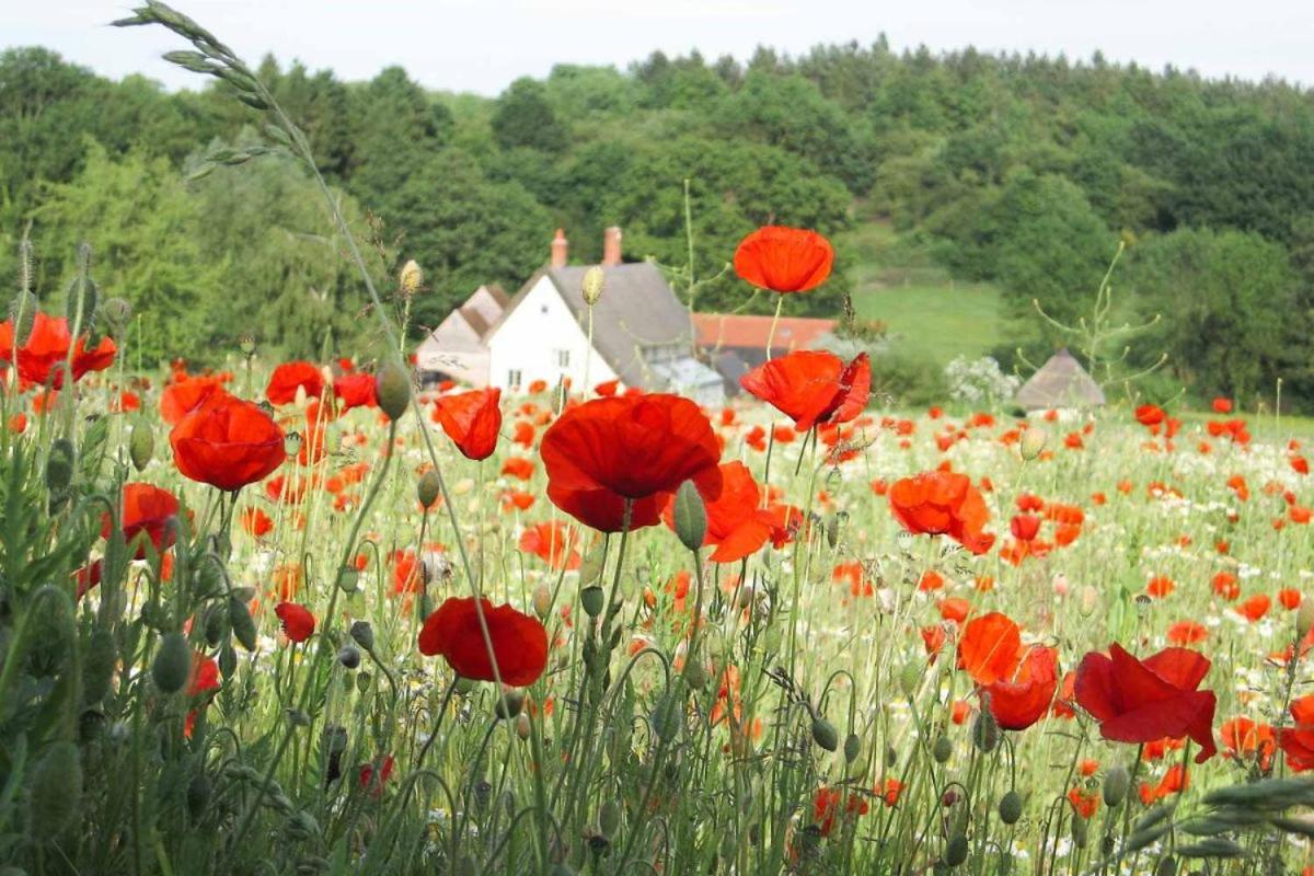 Mill Cottage set beside a Mill pond in a 70 acre Nature Reserve Bliss view 3