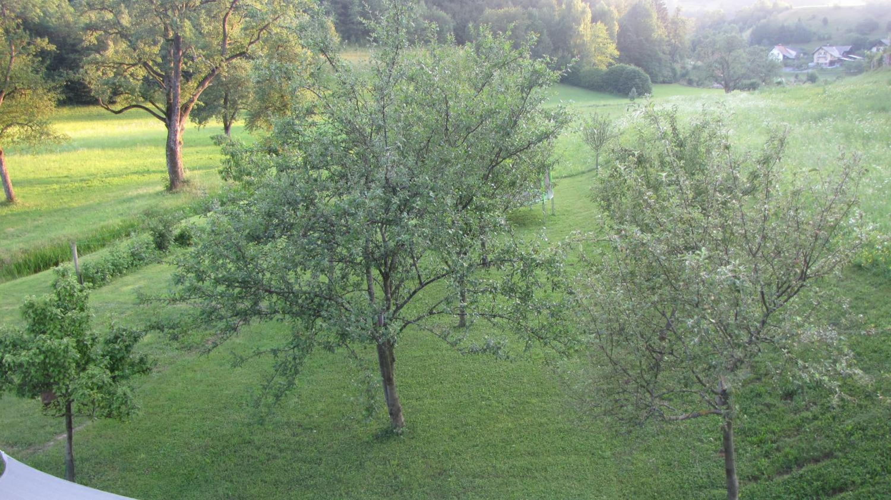 Photo 45