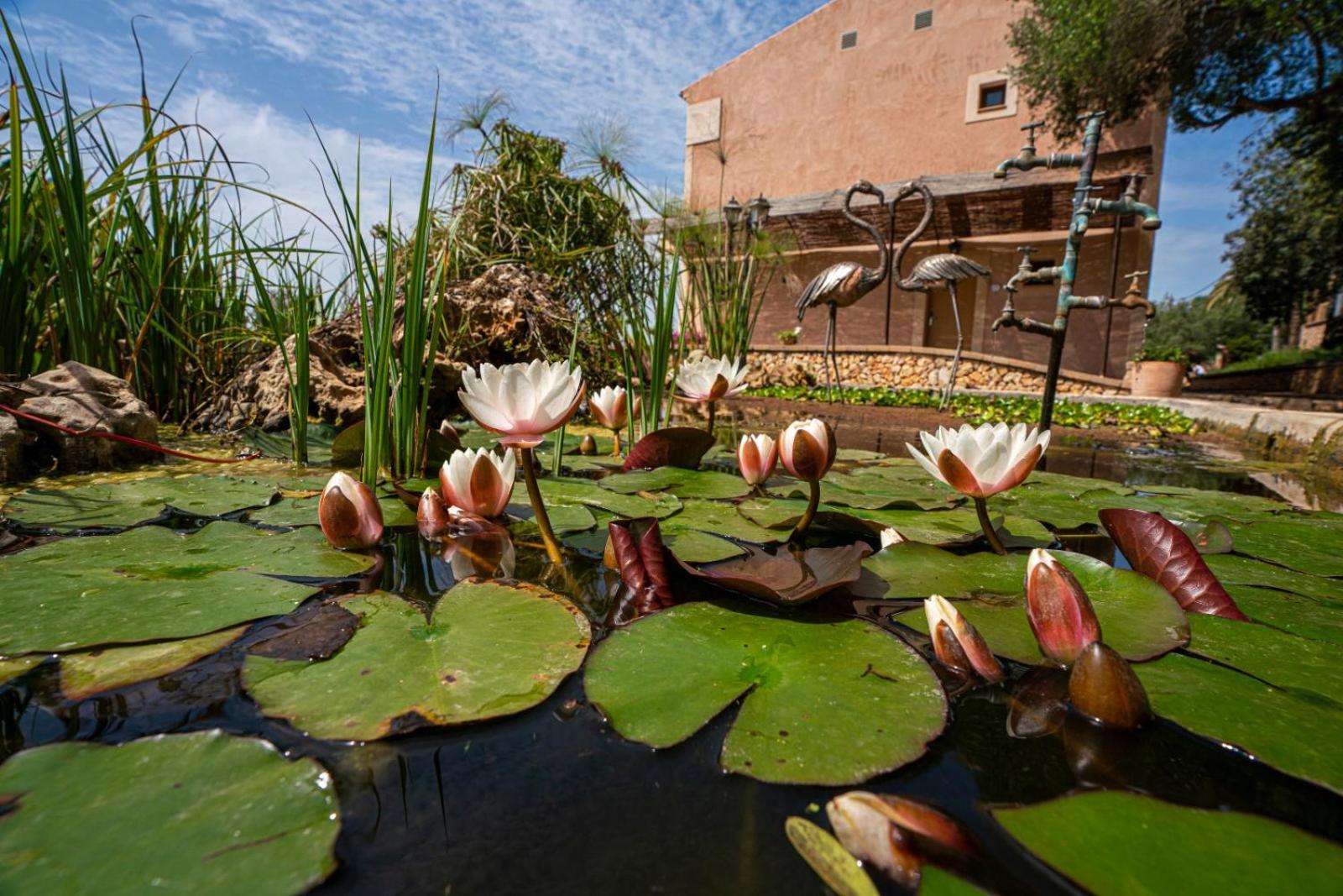Finca Agroturismo Son Menut