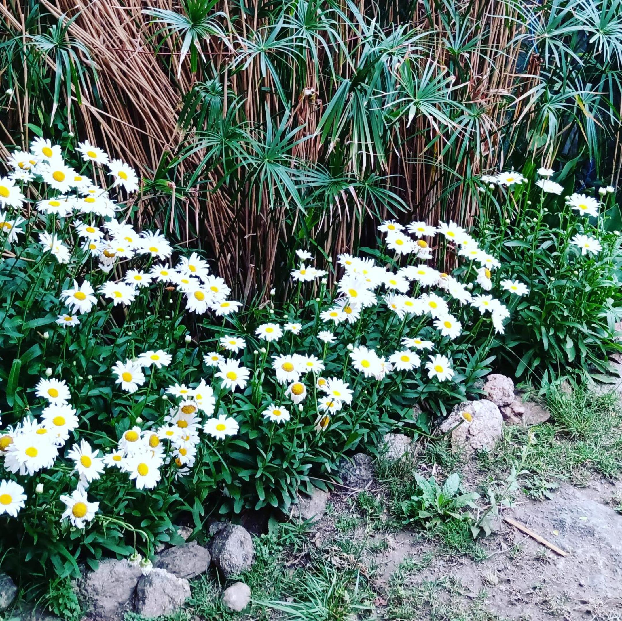 Cabaña Los Pinos