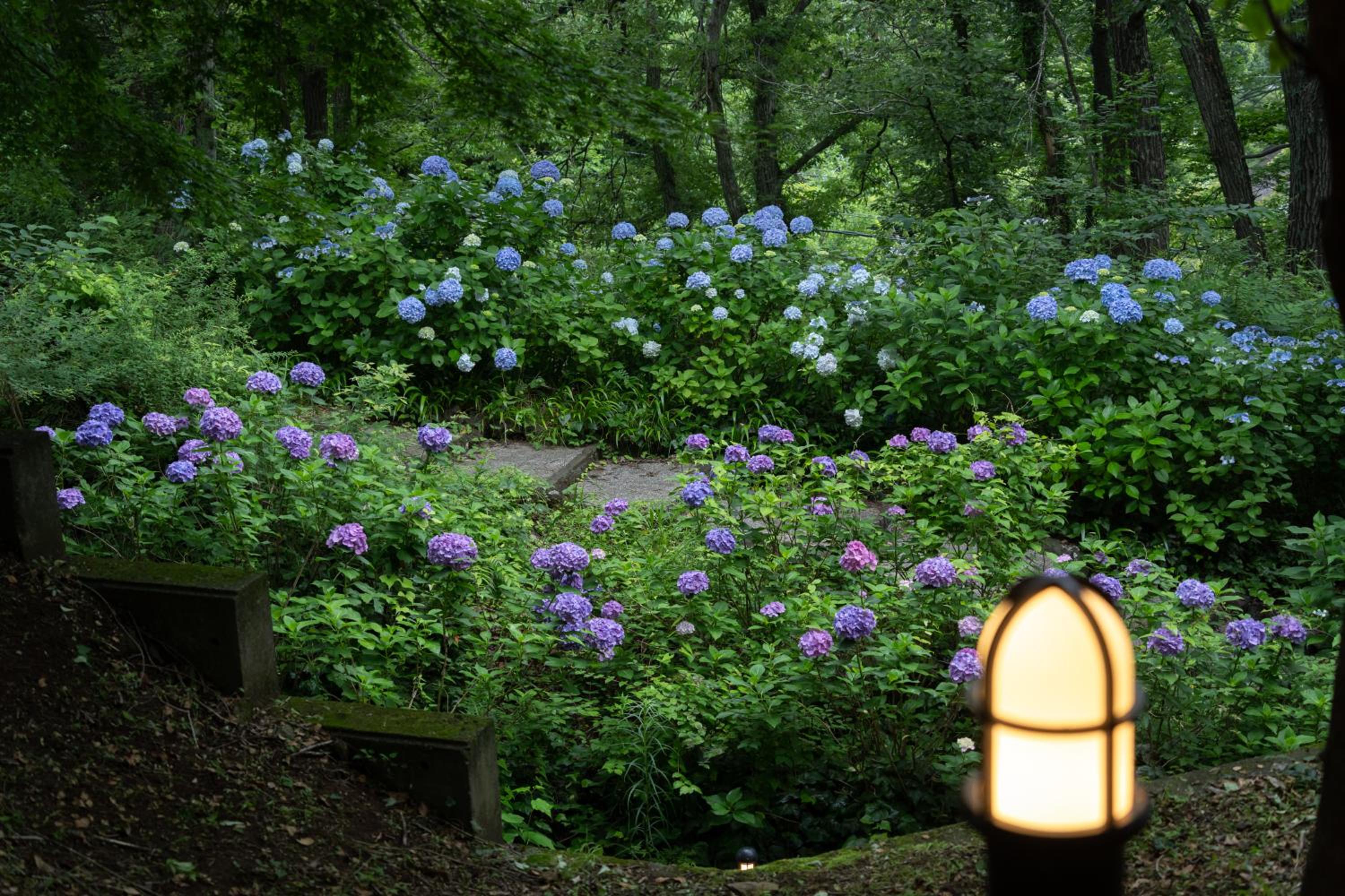 Izu Kogen Onsen Hotel Mori no Izumi view 4