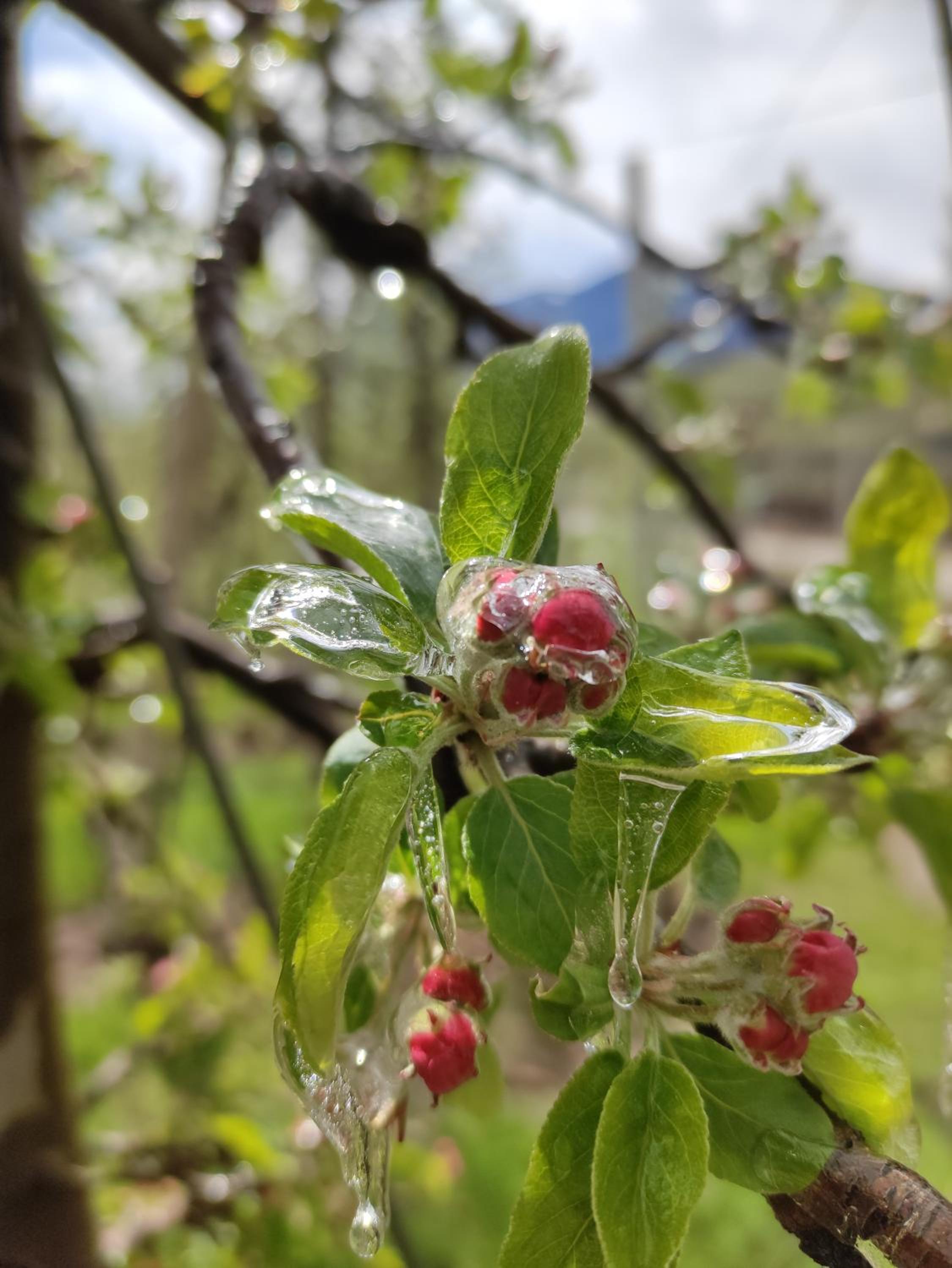 Prünsterhof Schenna photo 2