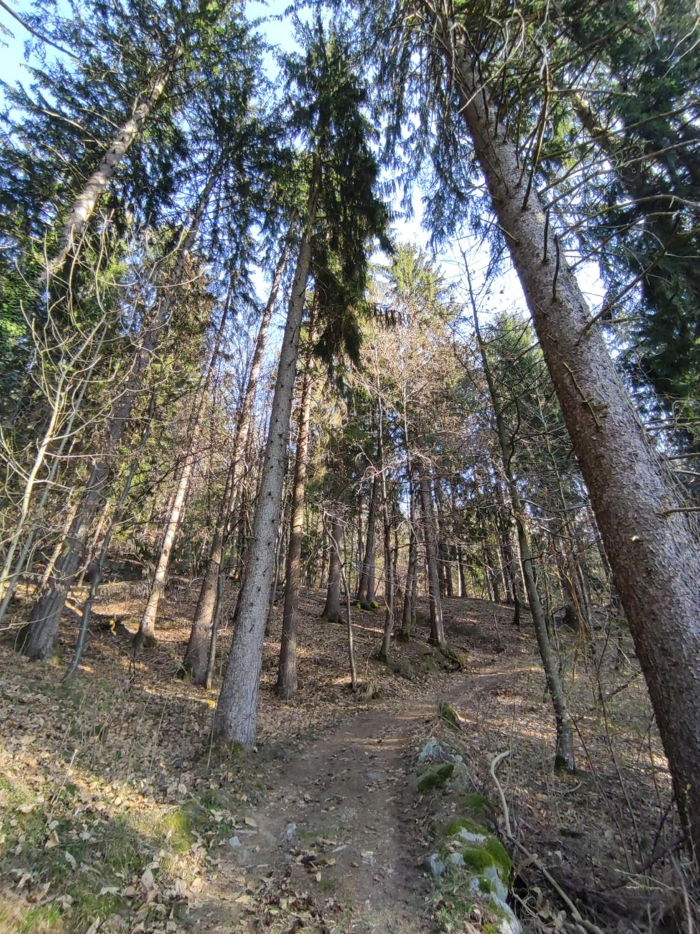 Prünsterhof Schenna photo 4