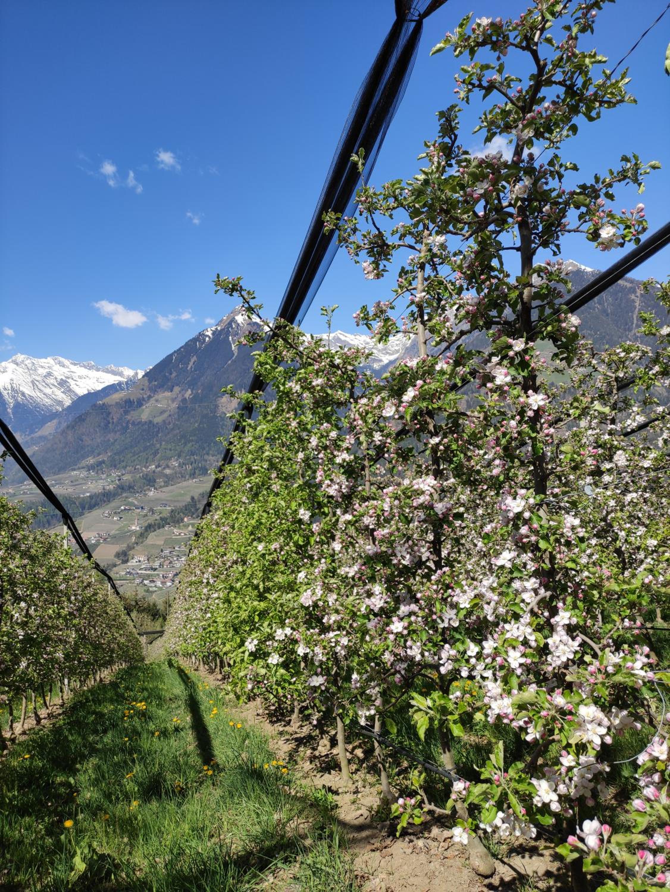 Prünsterhof Schenna photo 3