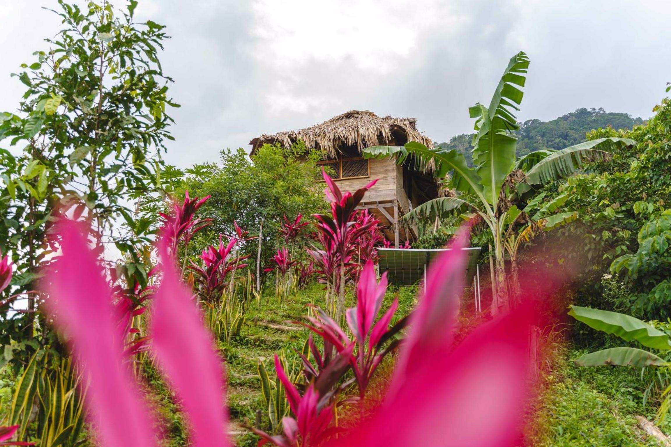 Taorayiná nature lodge- immersed in the forest view 5