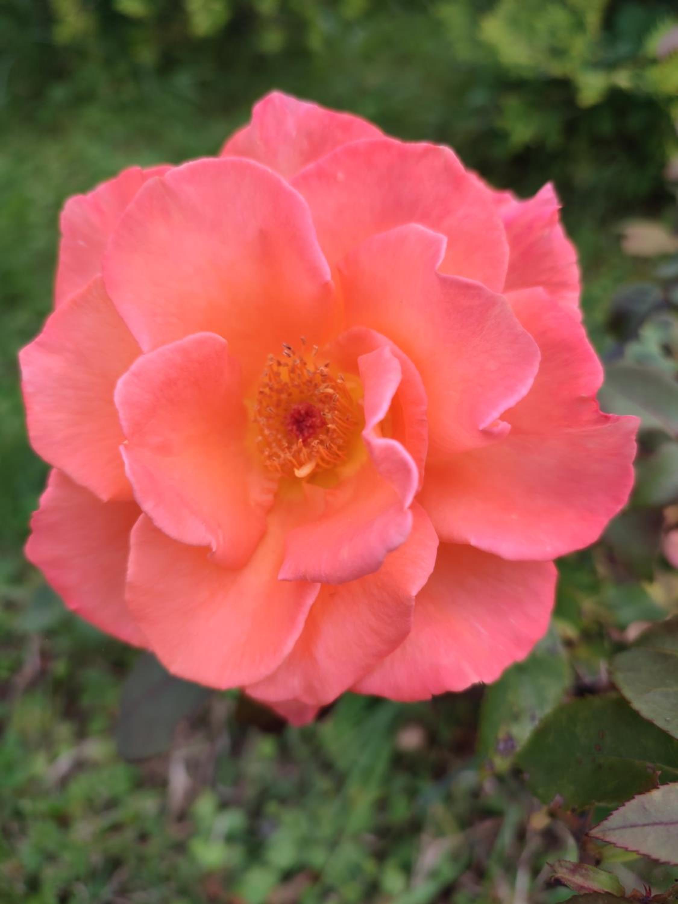 Photo 41