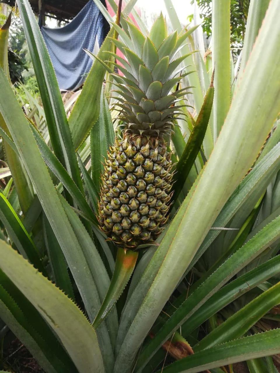 Photo 45