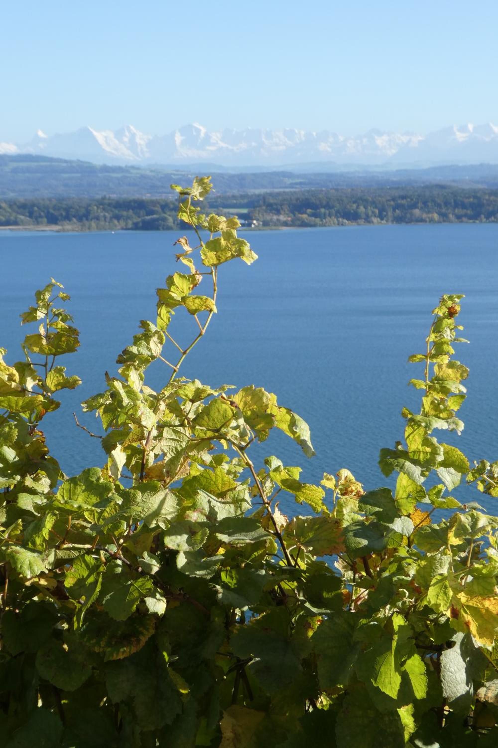 Bed and Breakfast La Petite Thielle