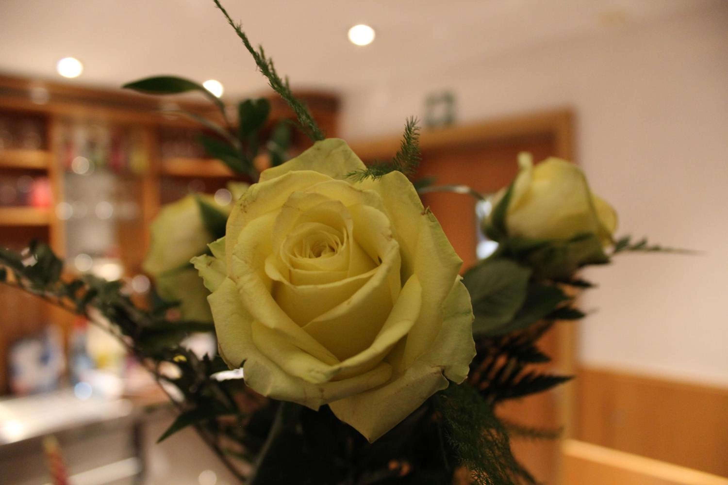 Hotel Albena - garni Hotel - Property Image 7