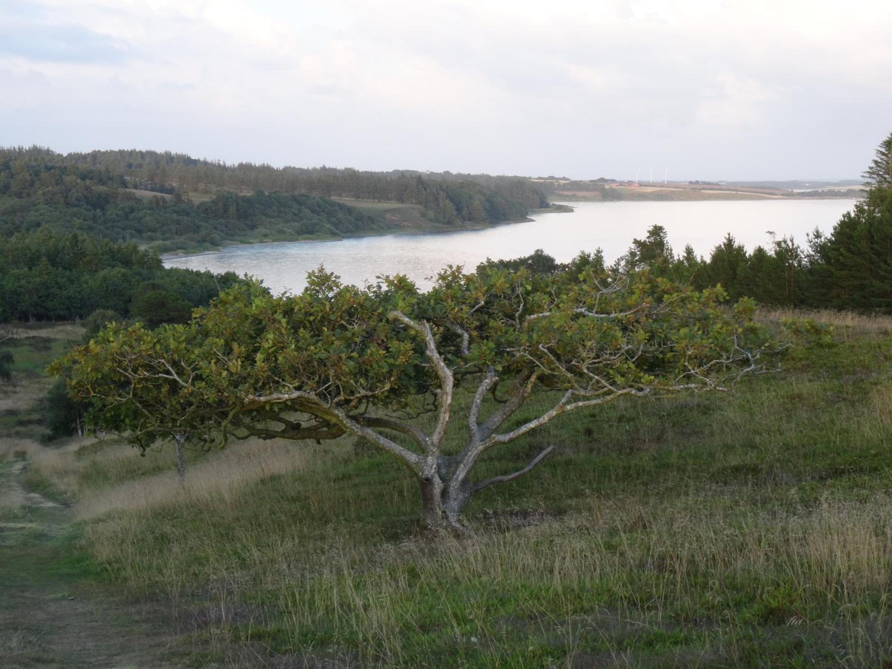 Skibstedborg - naturhytte i Thy view 3