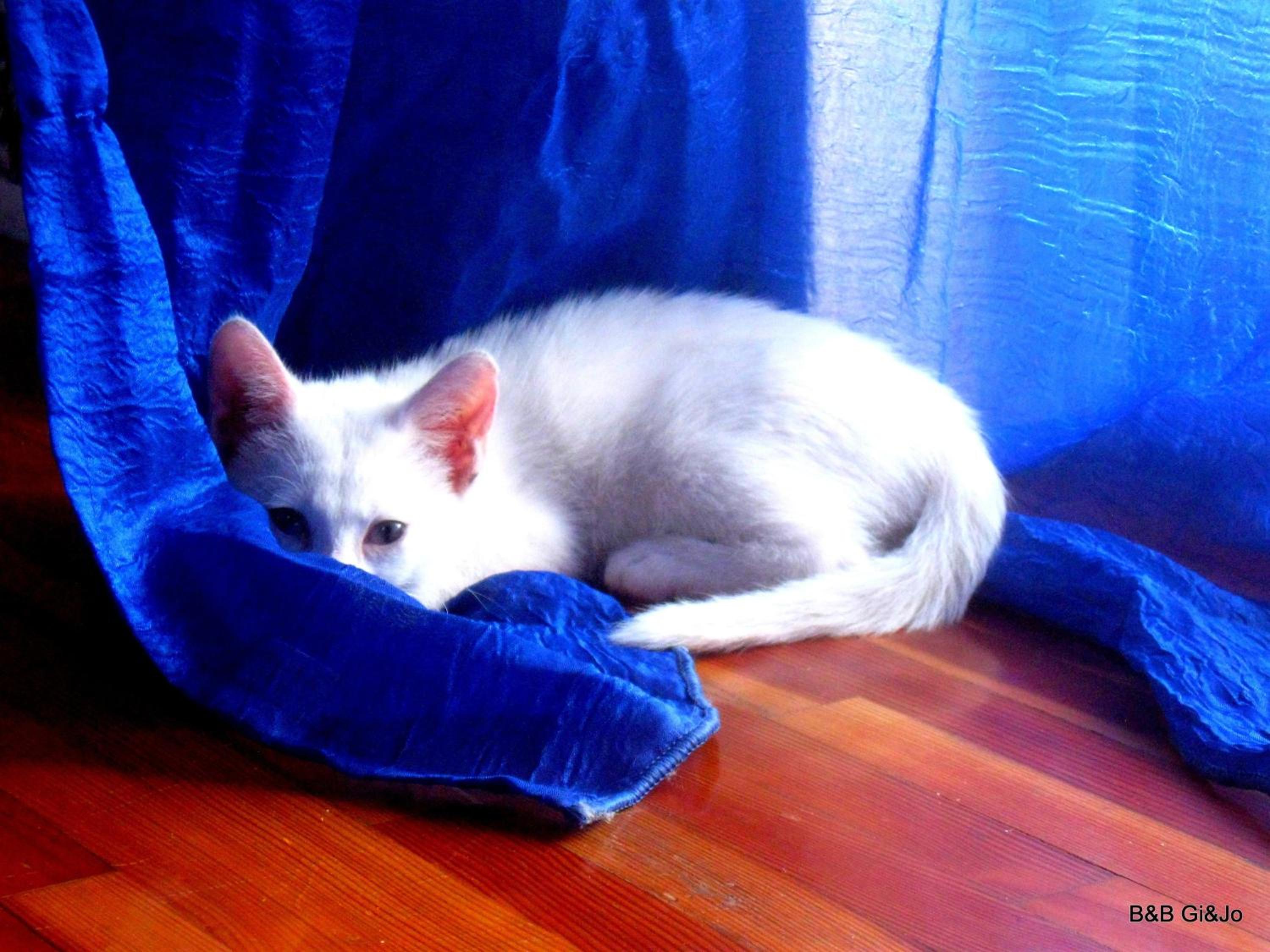 Photo 38