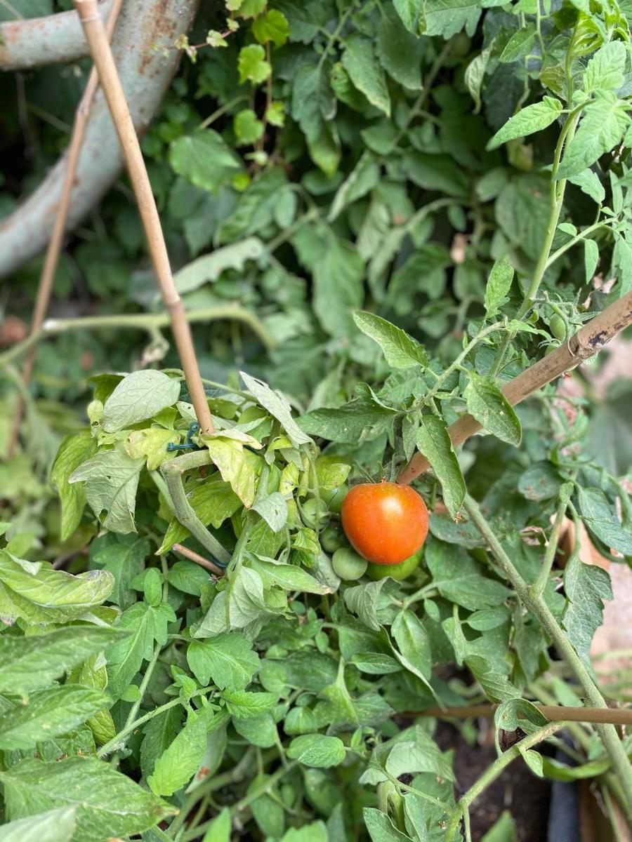 Photo 48