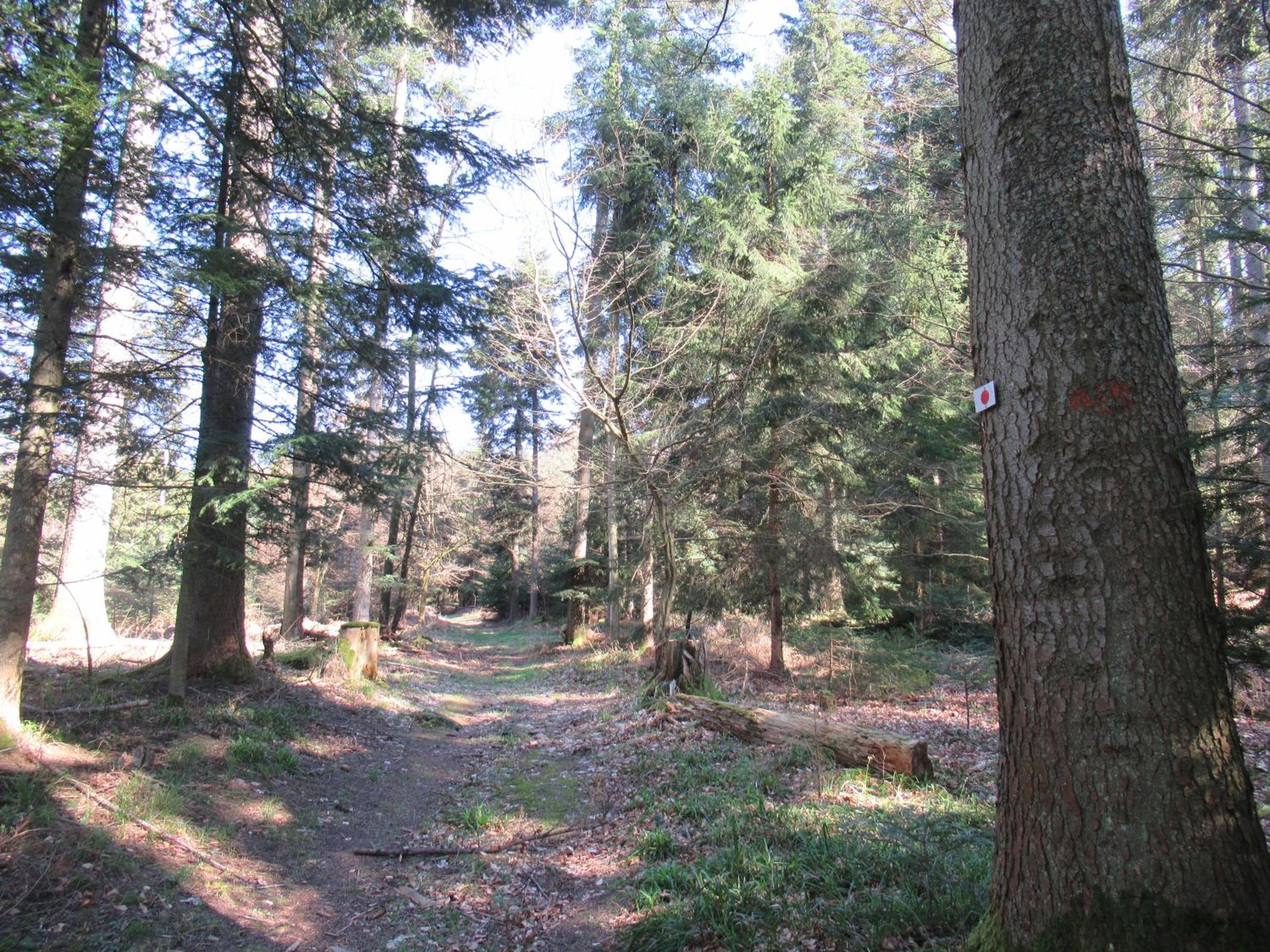 Photo 42