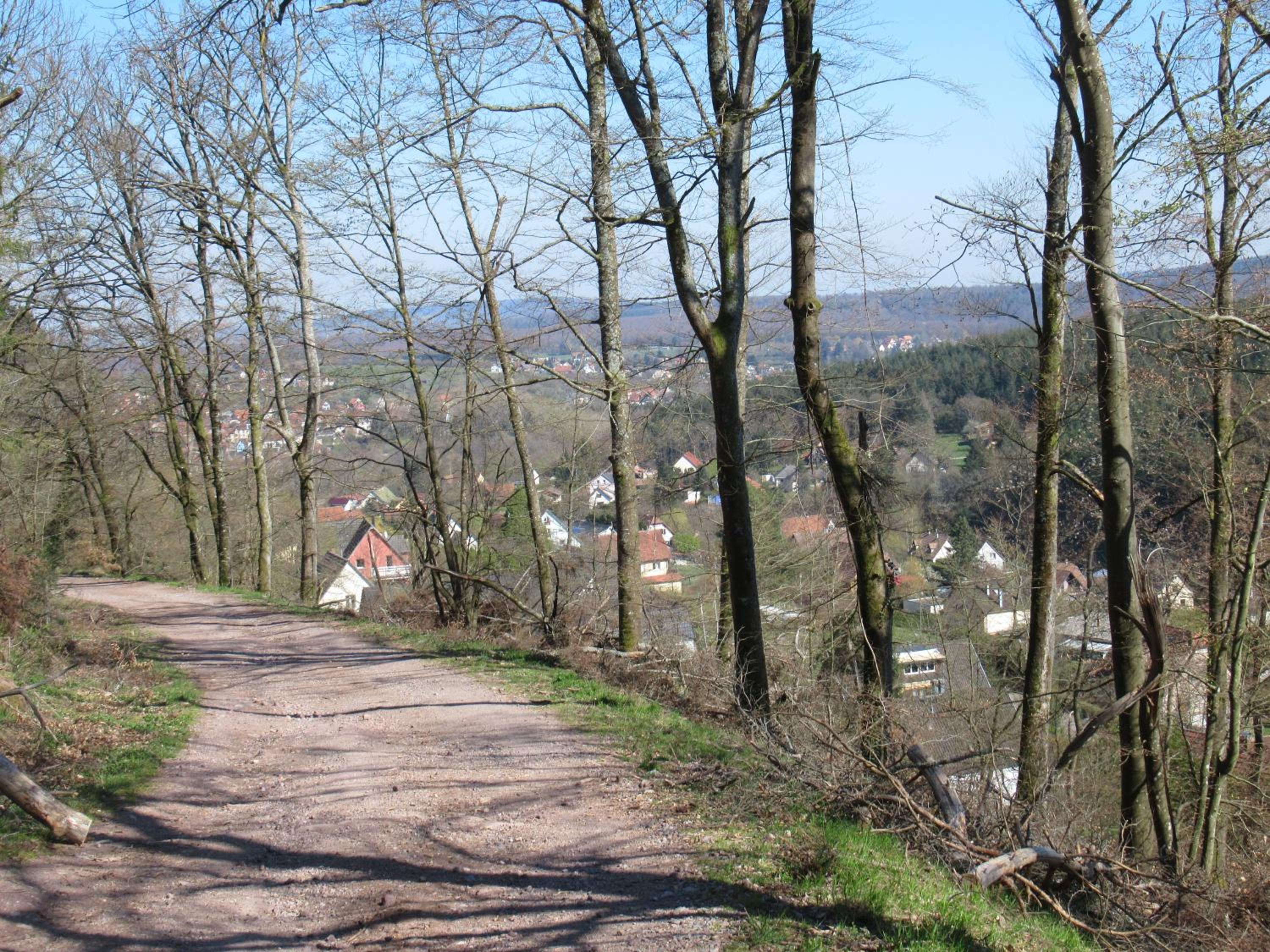 Photo 41