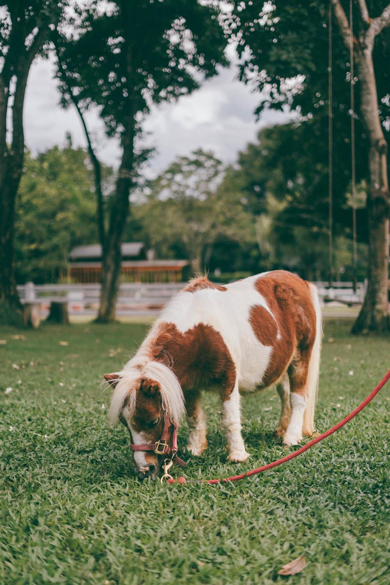 Rancho Charnvee Resort & Country Club Khaoyai