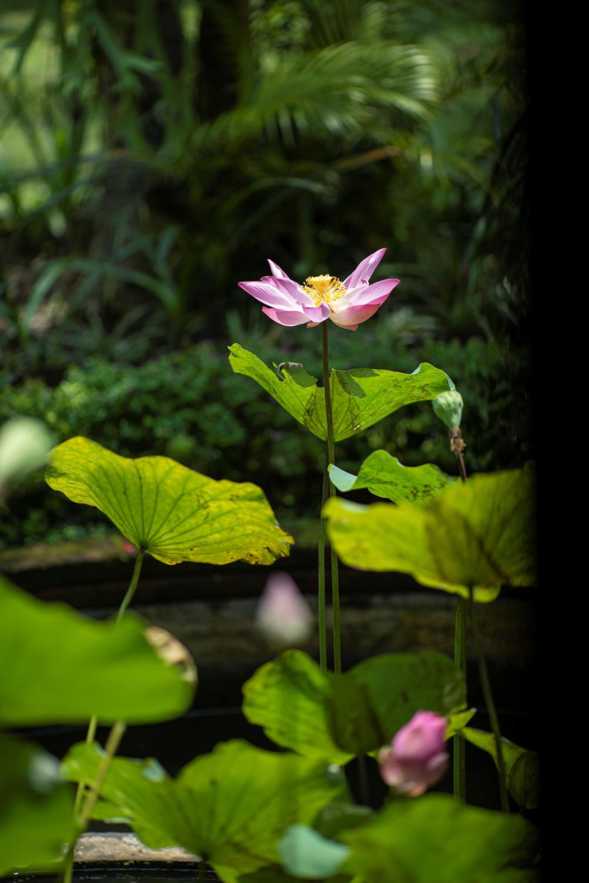 Alam Jiwa Ubud
