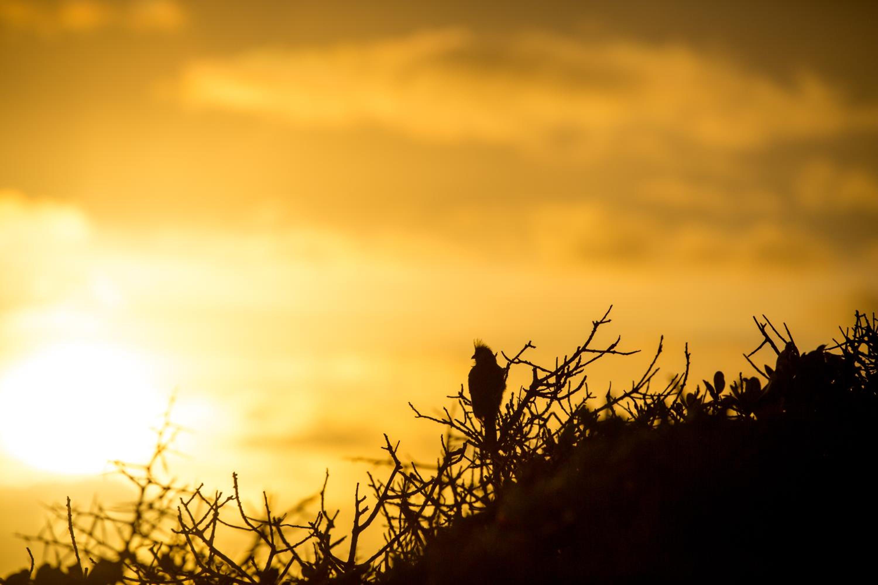 Gourikwa Coastal Nature Reserve