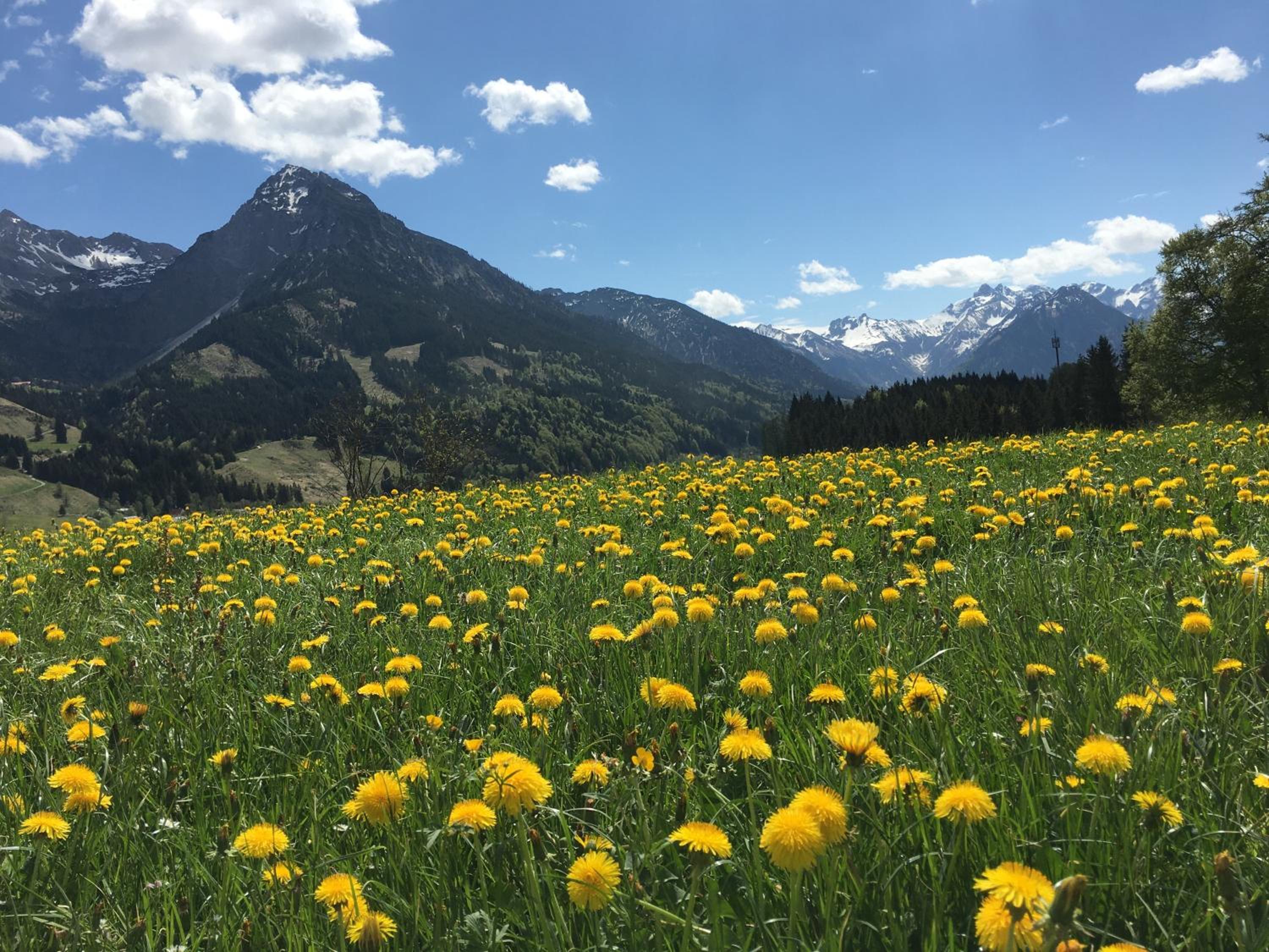 BERGFEX Ifenblick mit eBikes und Sommer-Bergbahnticket