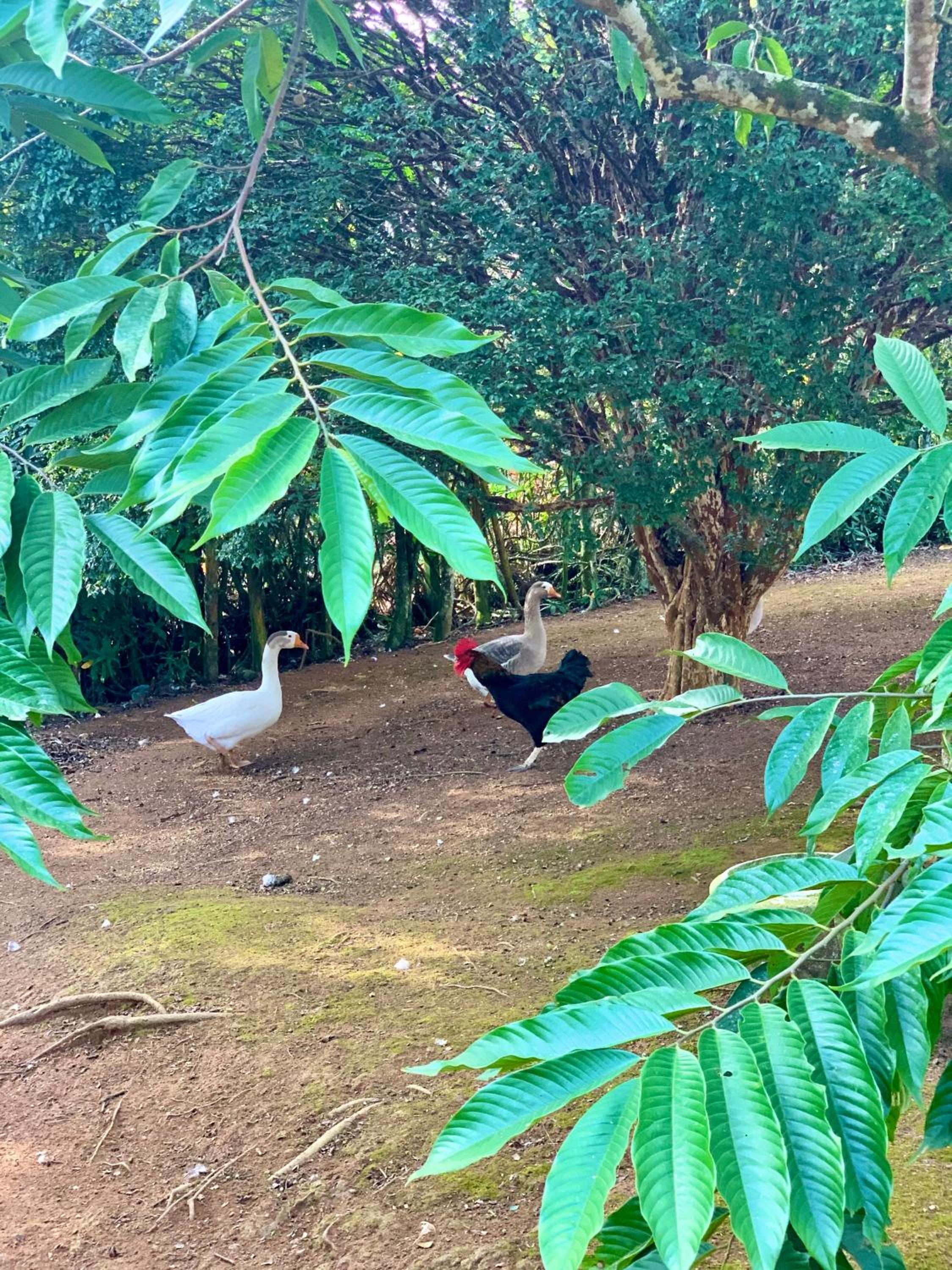 Casa de Campo Lazer Completo Paraíso de Reservas Naturais em Sp