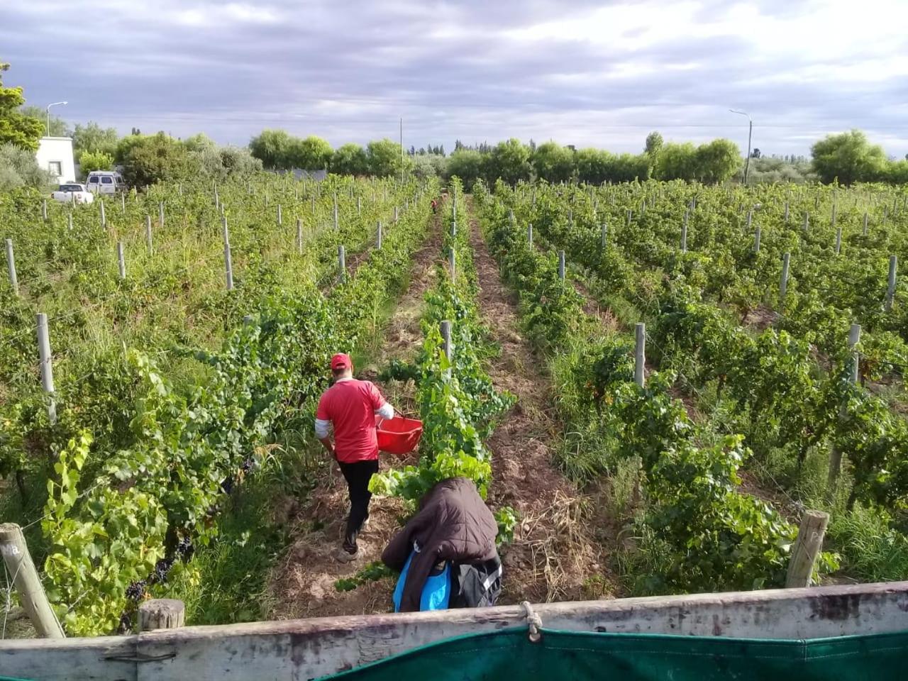 Boutique Vineyard and Wine Lodge