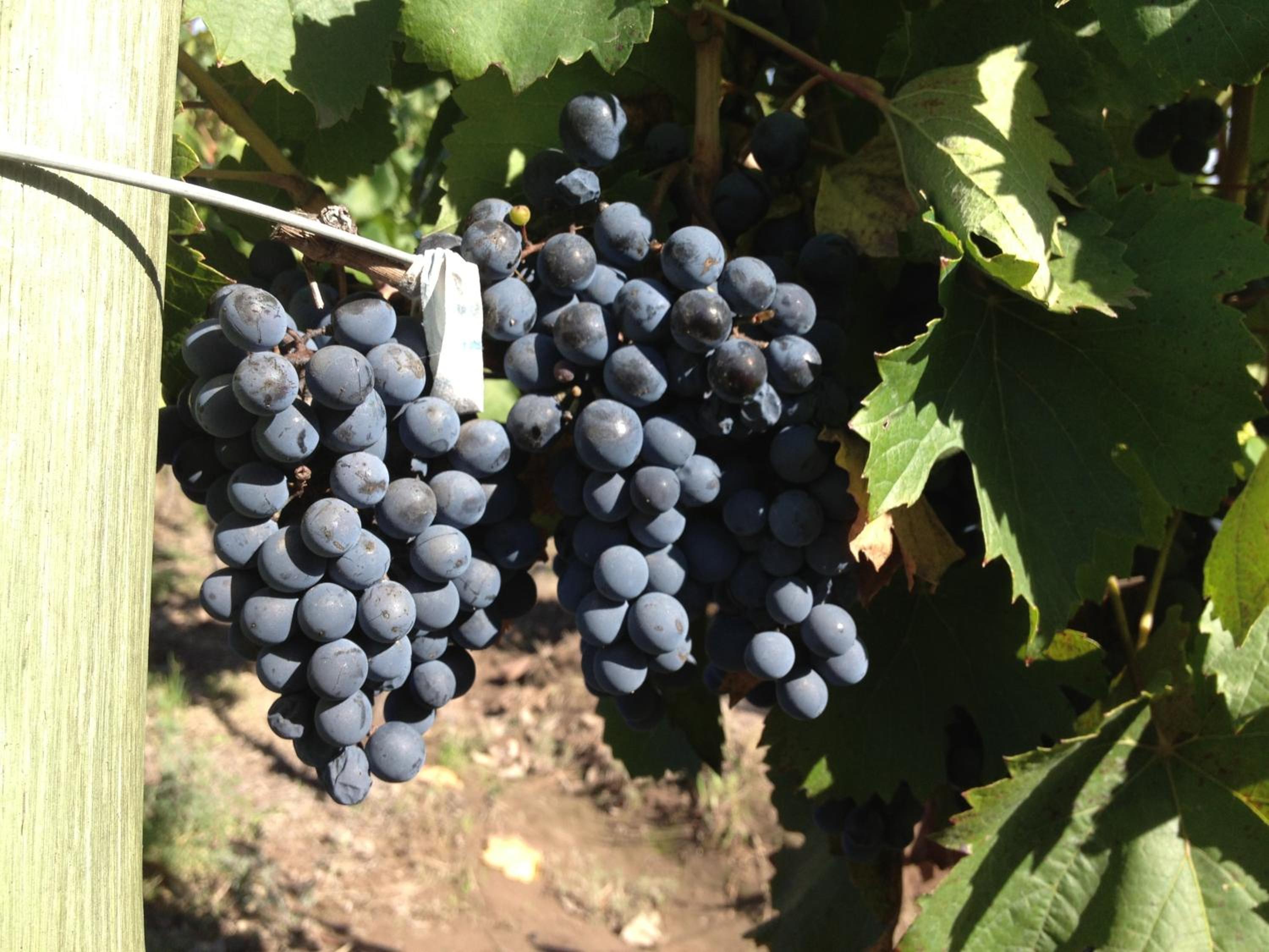 Boutique Vineyard and Wine Lodge