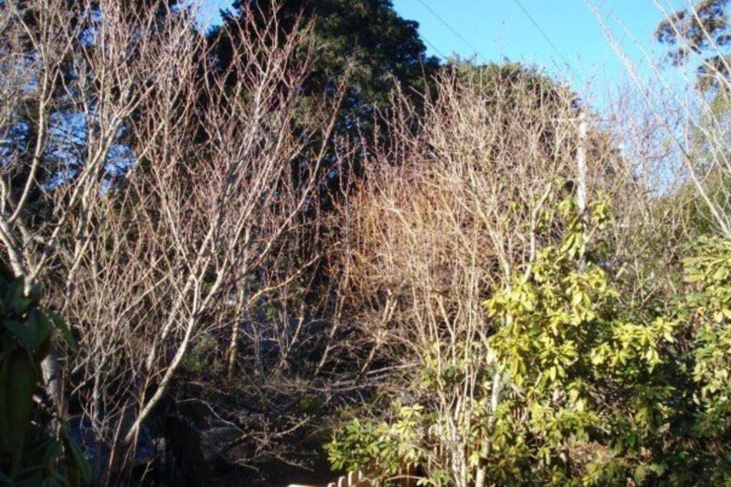 Dowling Cottage - tranquil haven in Blackheath