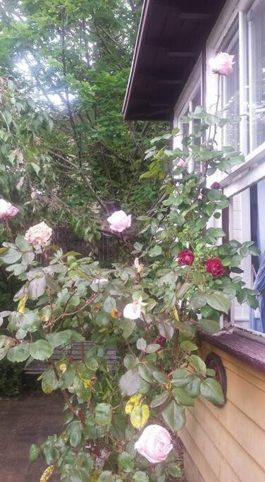 Dowling Cottage - tranquil haven in Blackheath