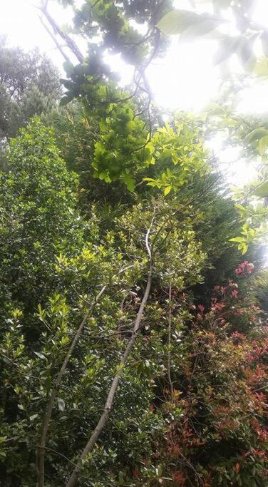 Dowling Cottage - tranquil haven in Blackheath