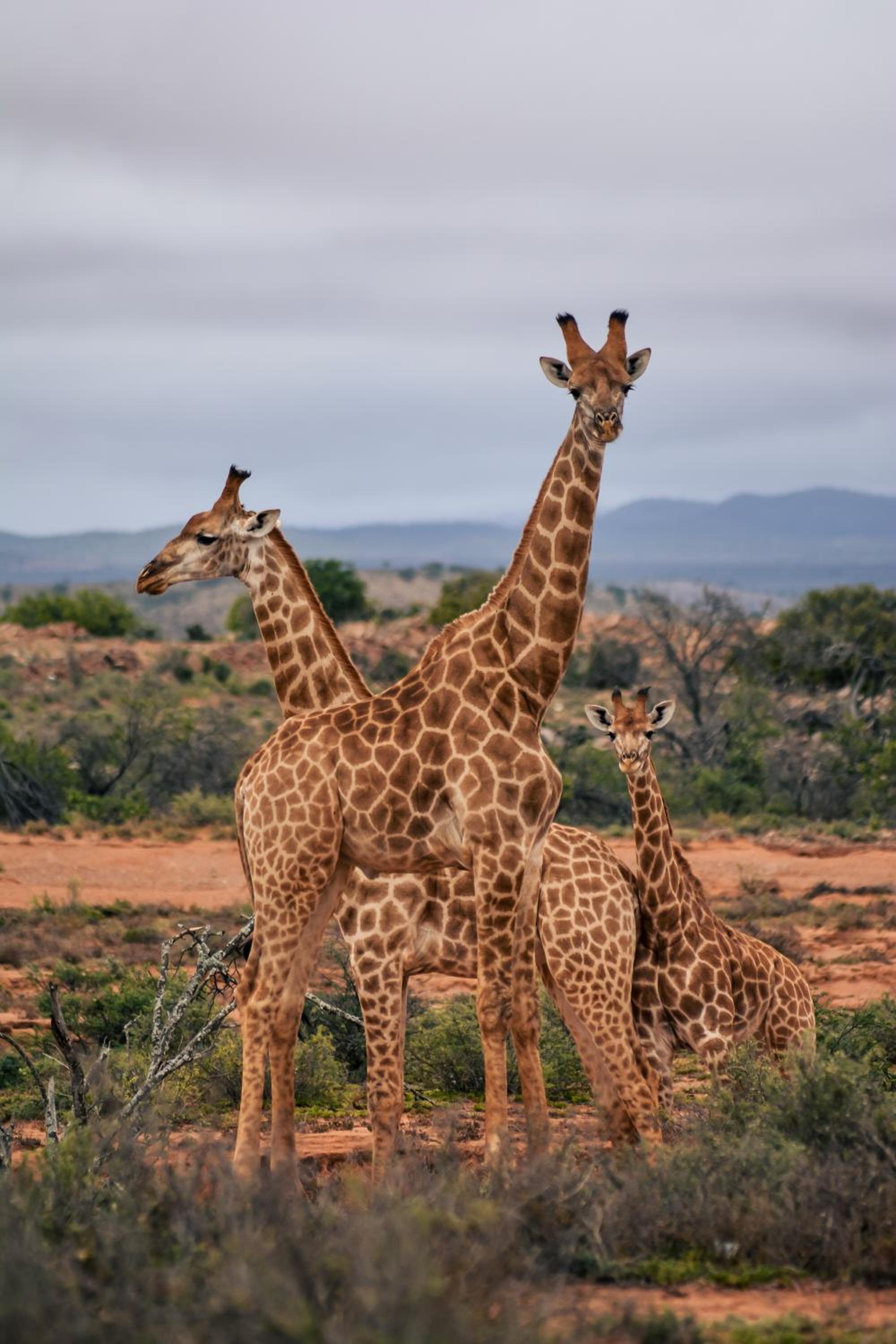 Royal Karoo Safari Lodge