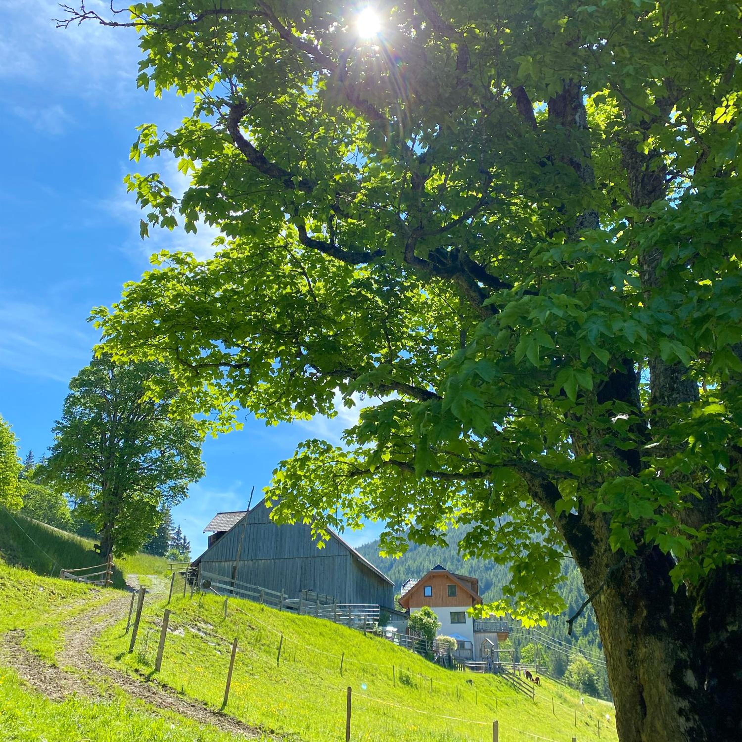 Bio-Bauernhof Grundlehnerhof