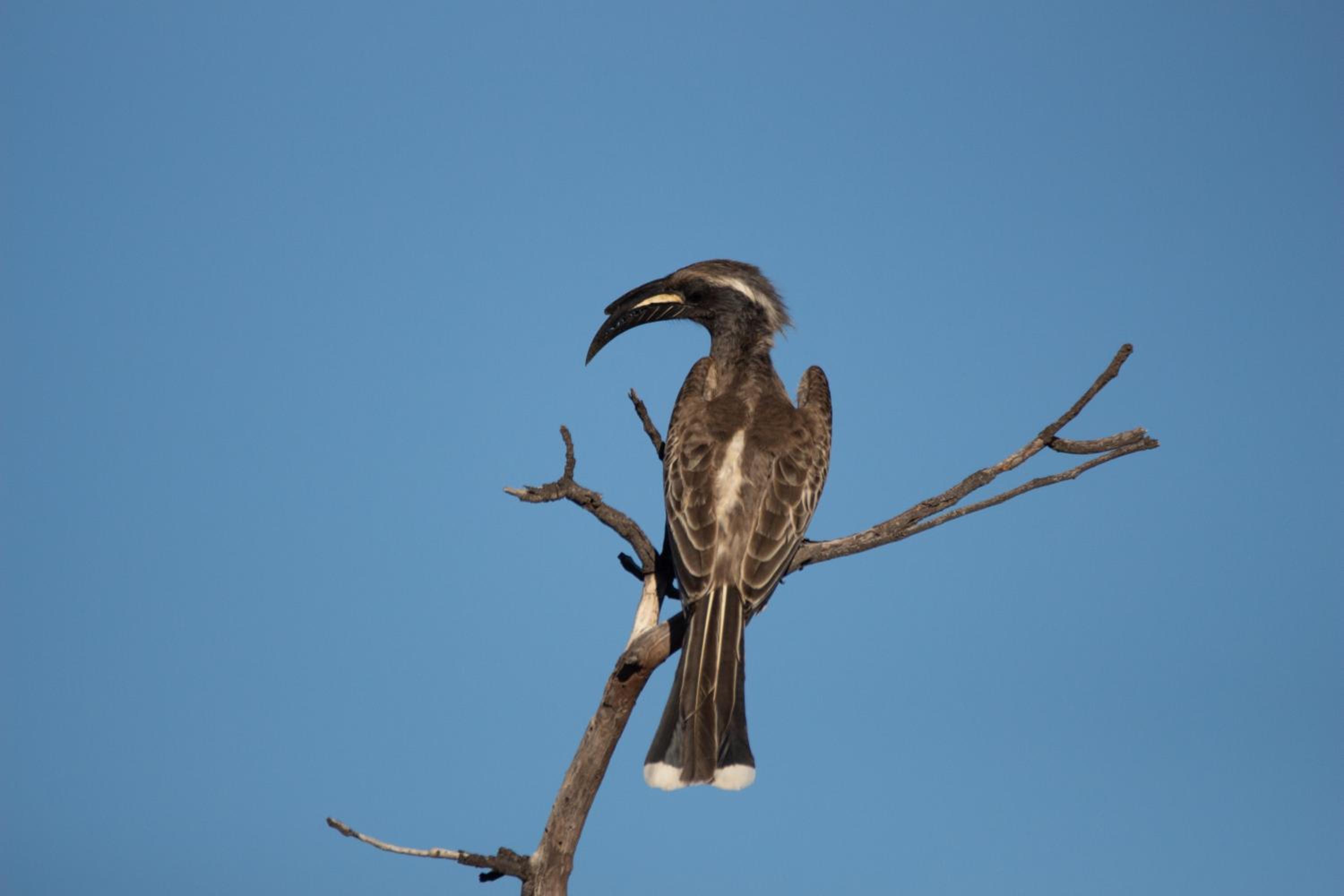 Nungubane Game Lodge