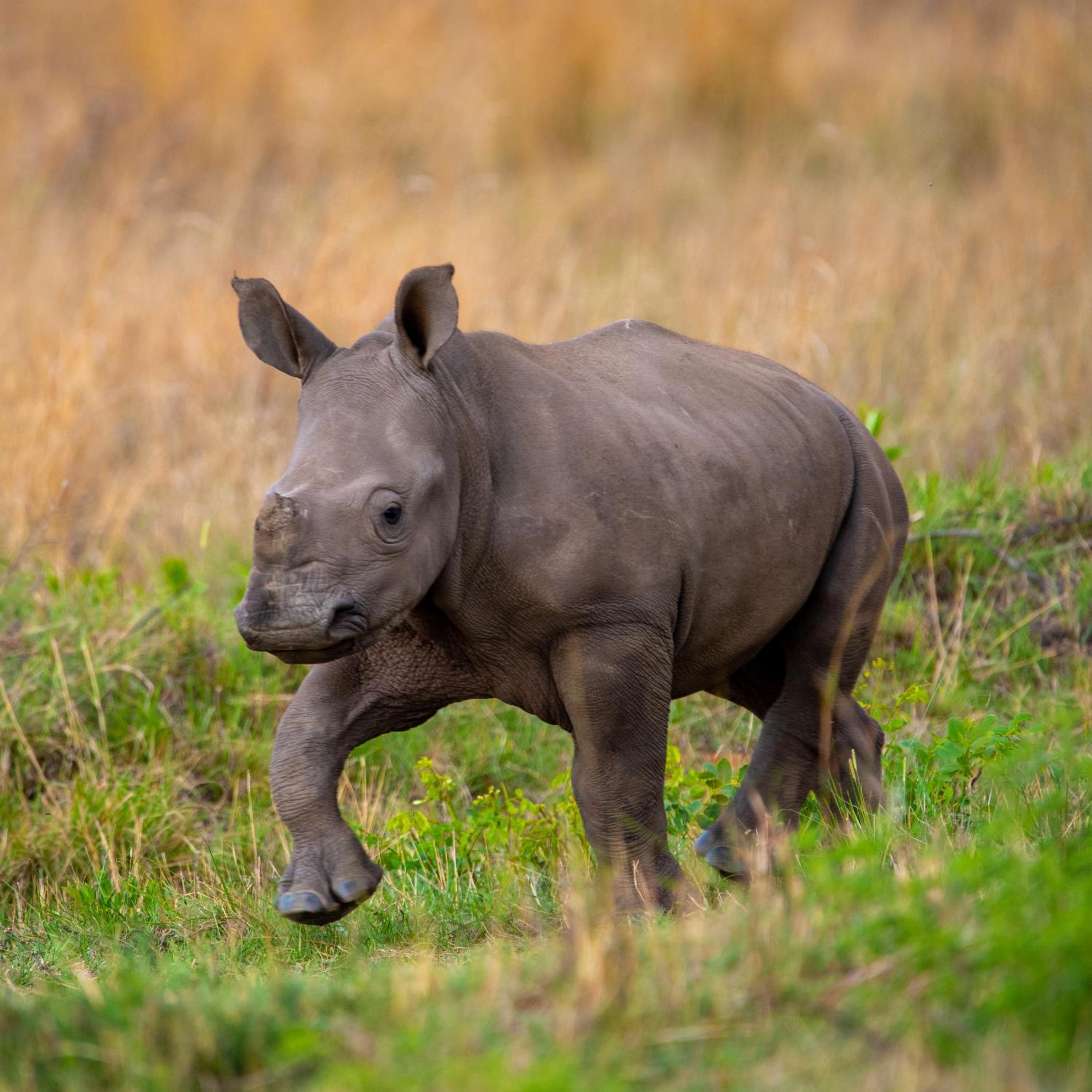 Nungubane Game Lodge