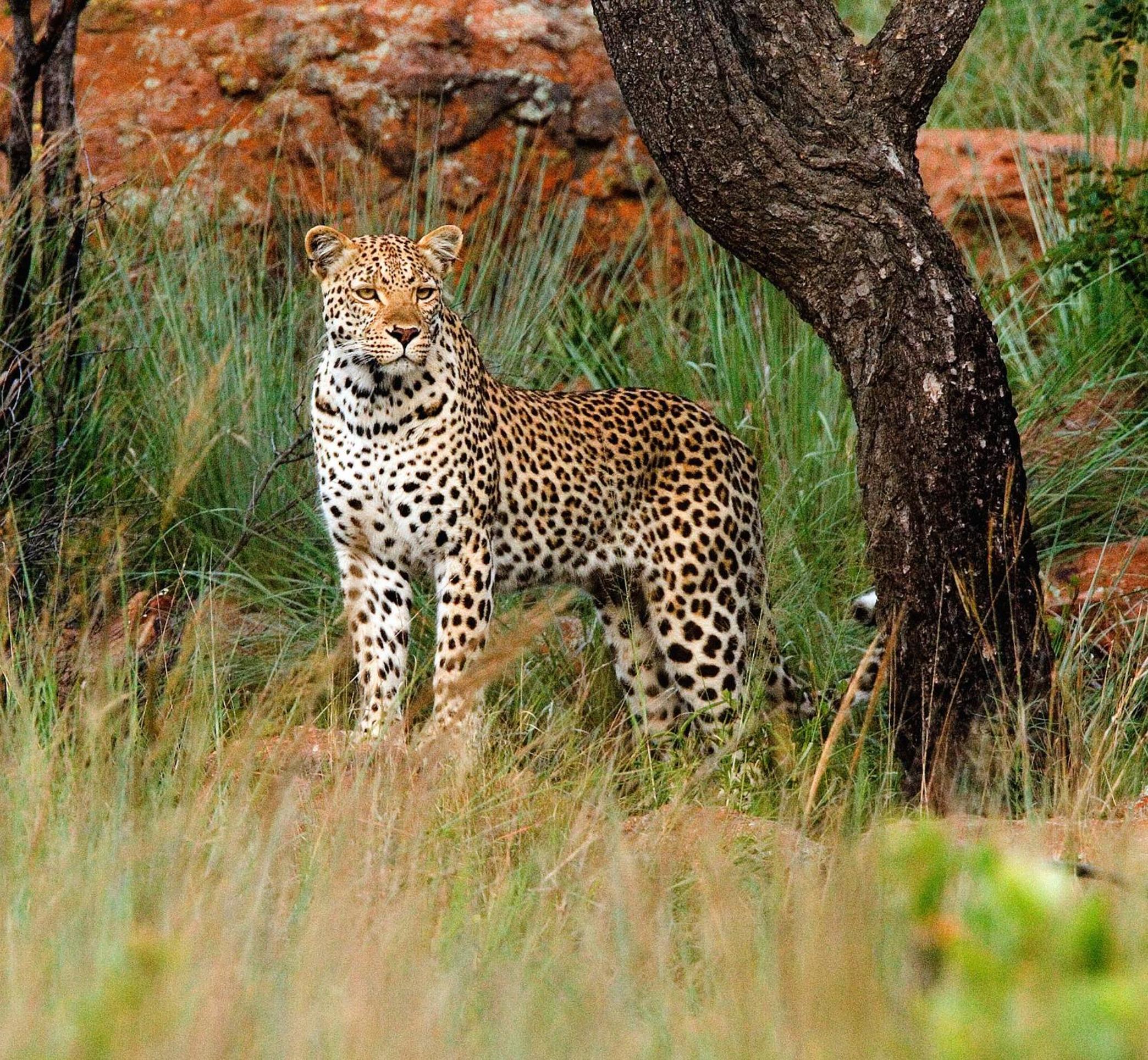 Nungubane Game Lodge