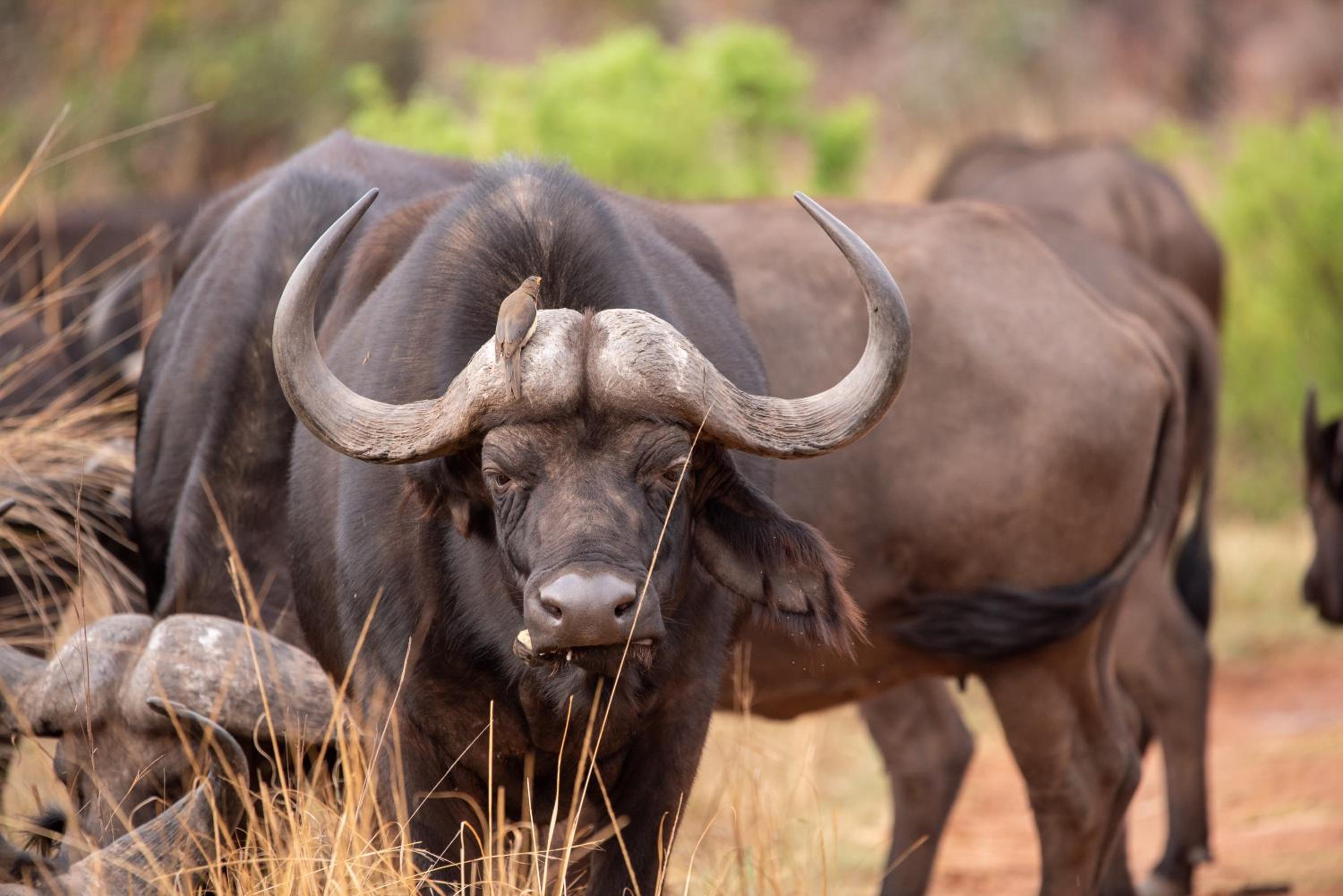 Nungubane Game Lodge