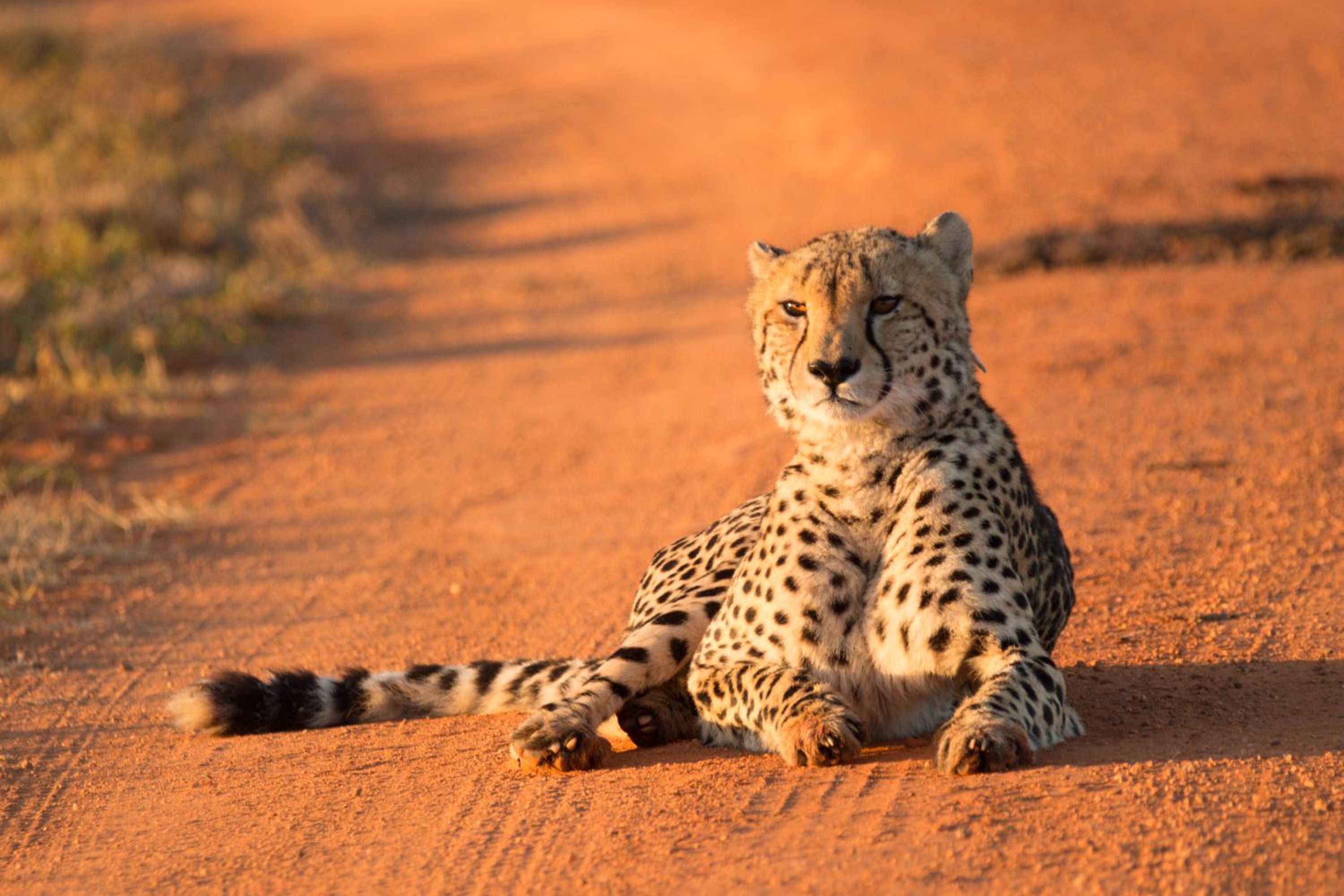 Nungubane Game Lodge