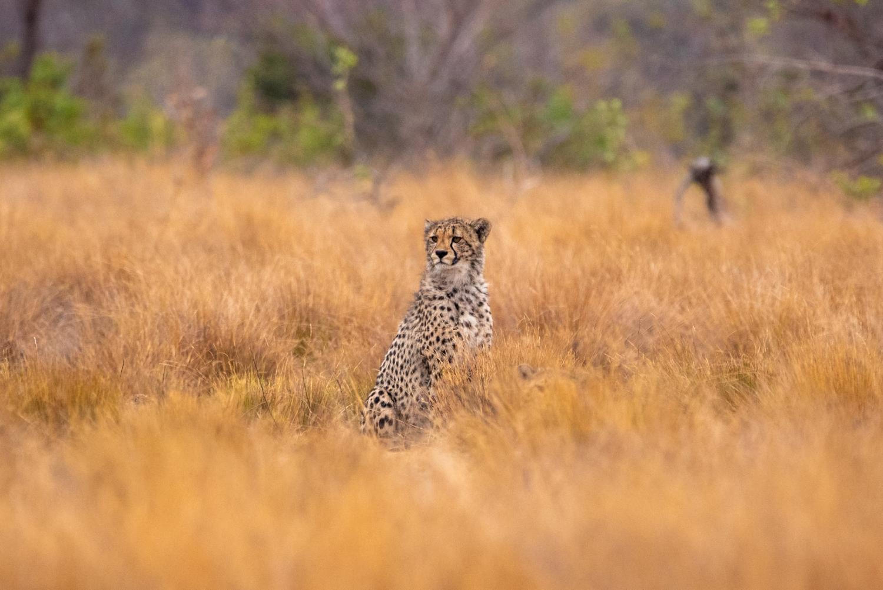 Nungubane Game Lodge