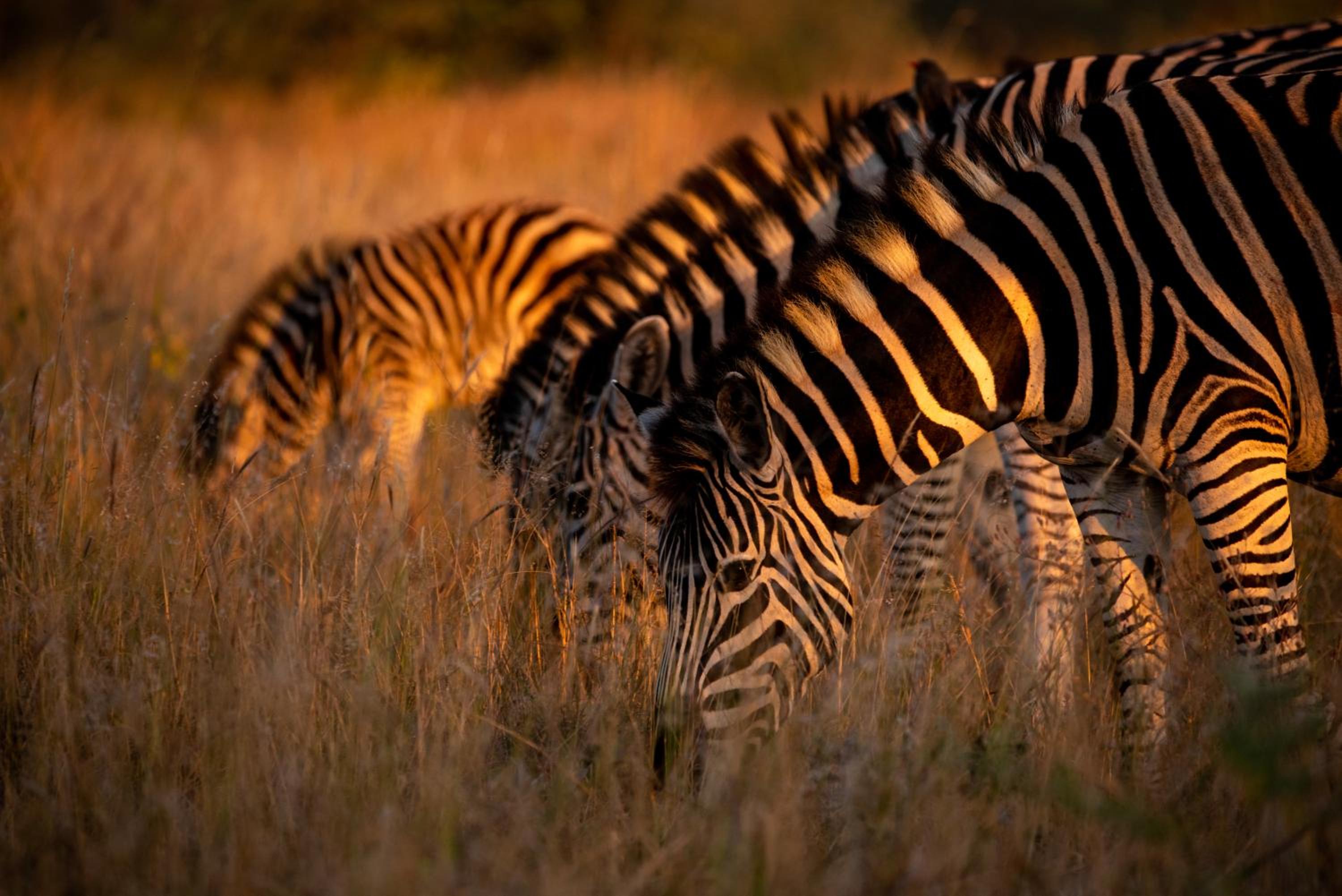 Nungubane Game Lodge