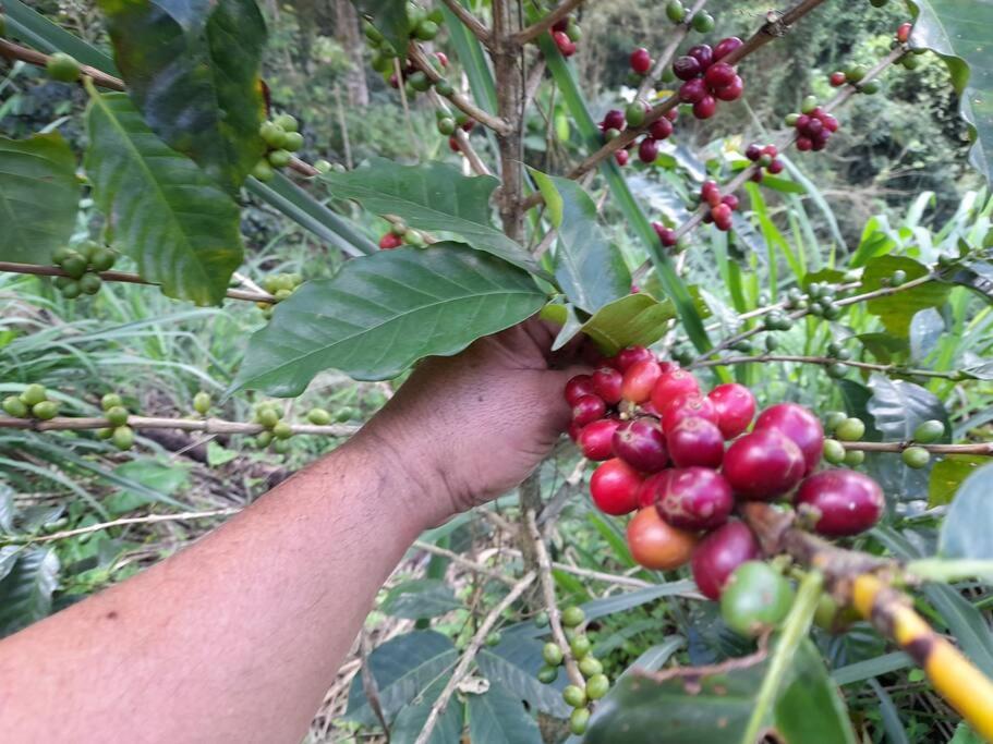 Hacienda Ceylán - Hacienda Cafetera