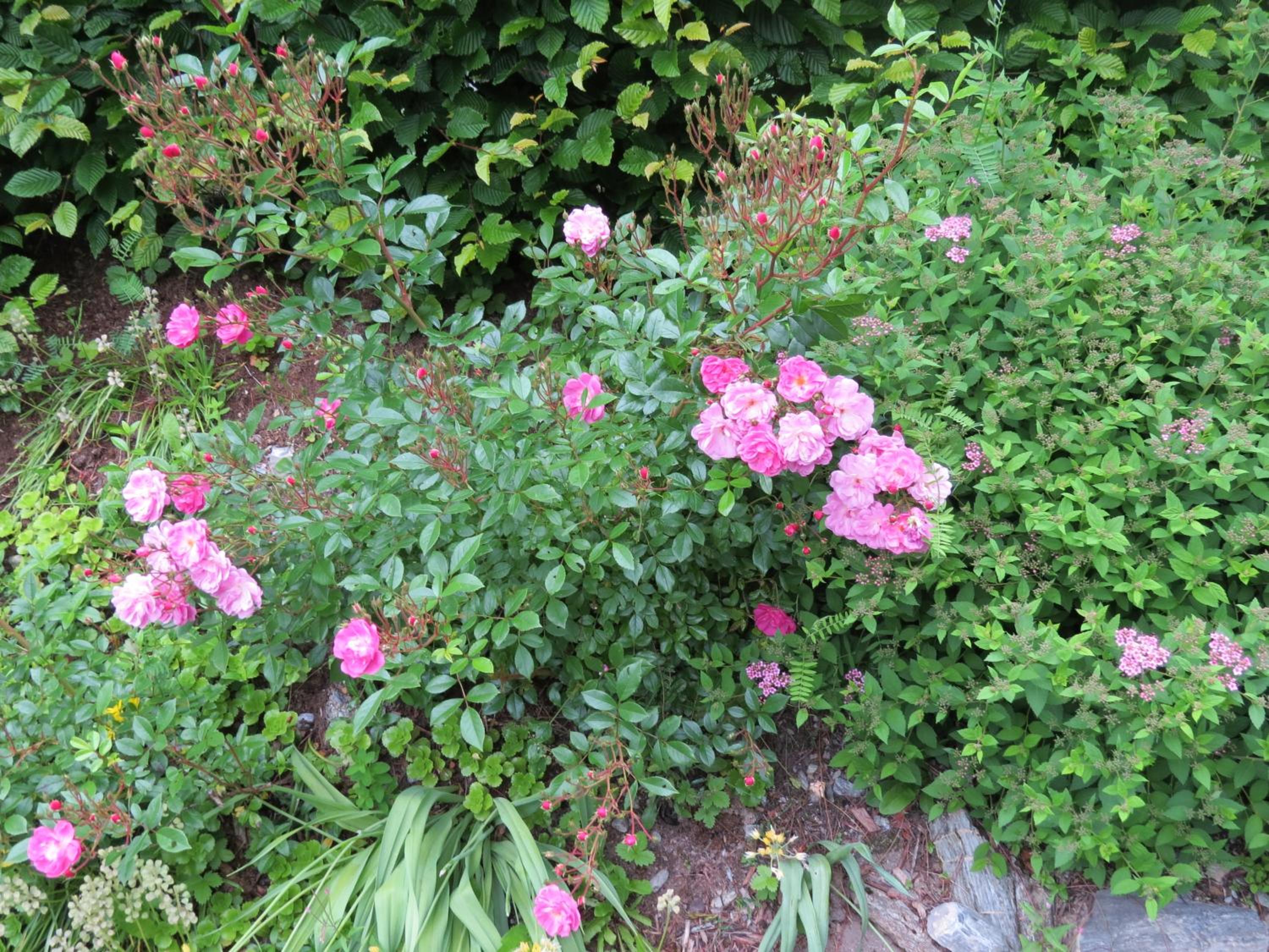 Photo 66