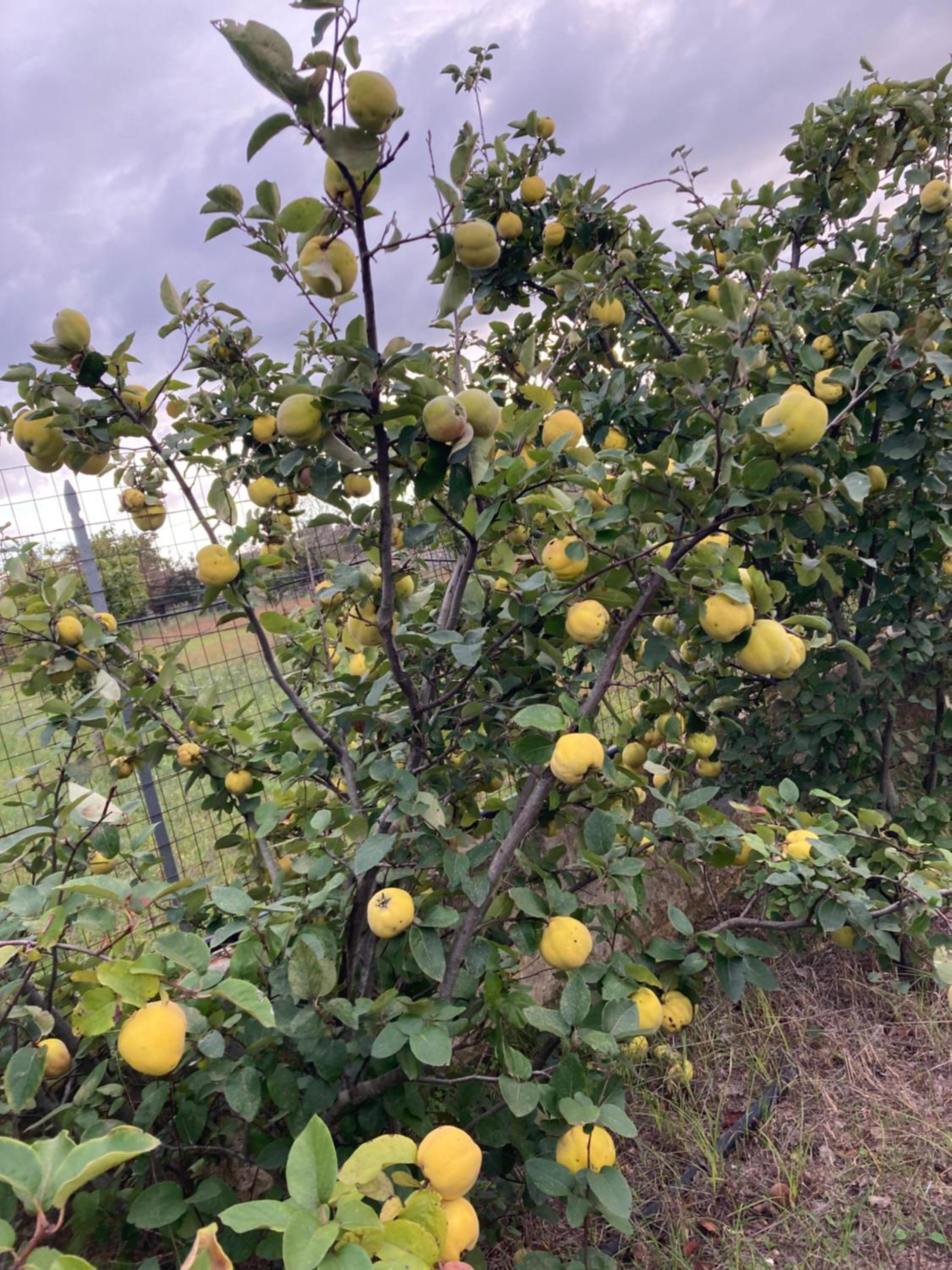Tenuta la Trebbia