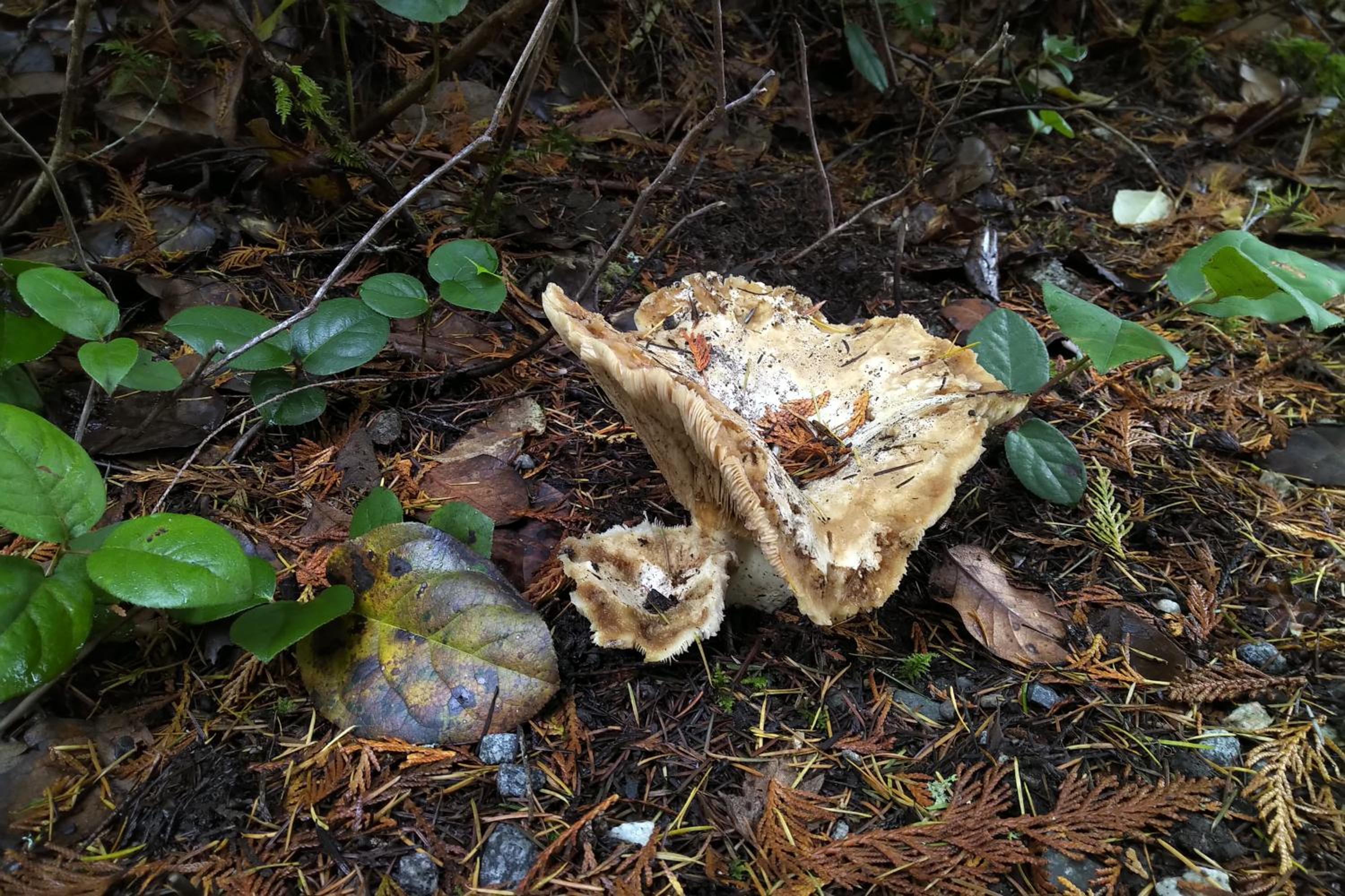 Photo 41