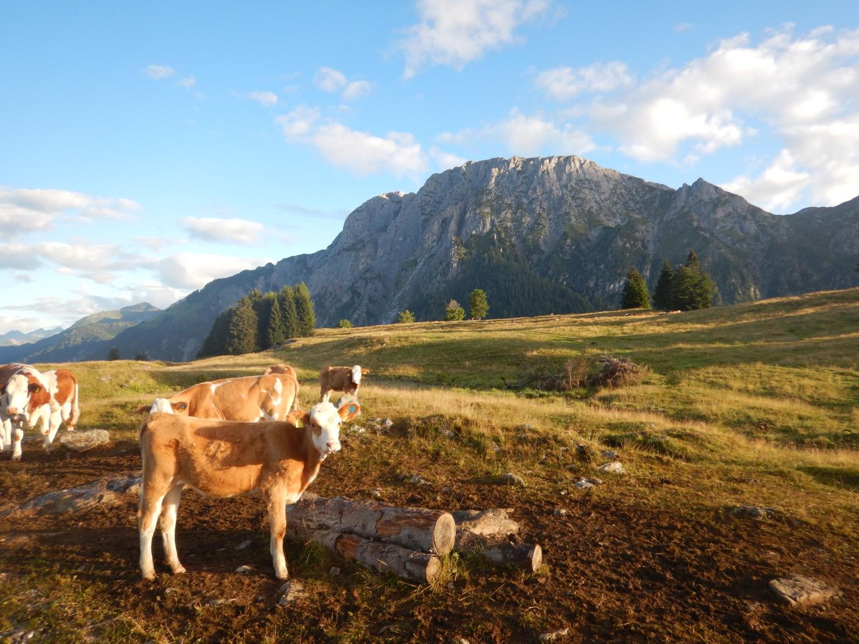 Ferienwohnungen Forellenhof Waldner