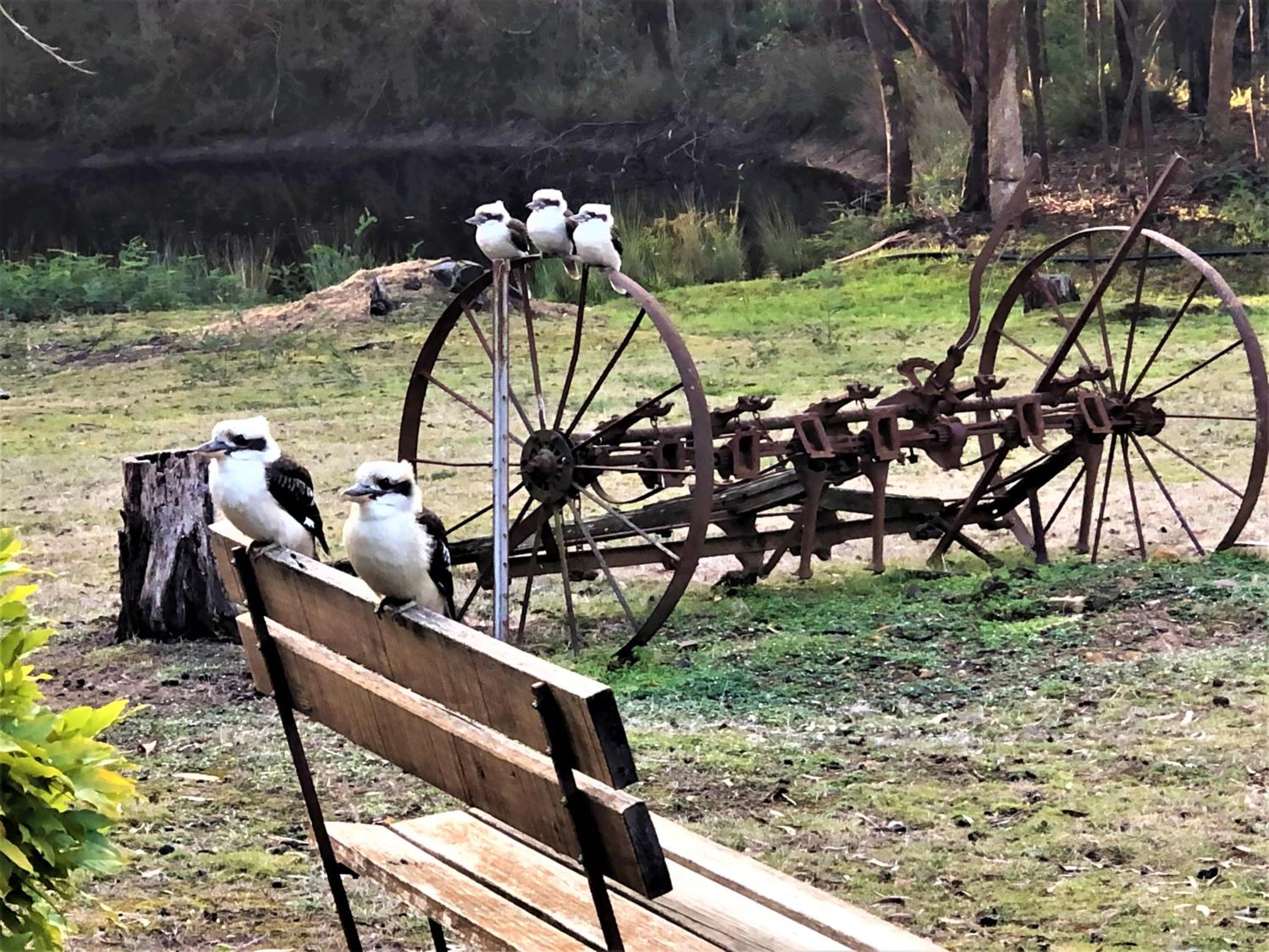 Countryside Retreat romantic tranquil native wildlife township Hepburn - Daylesford