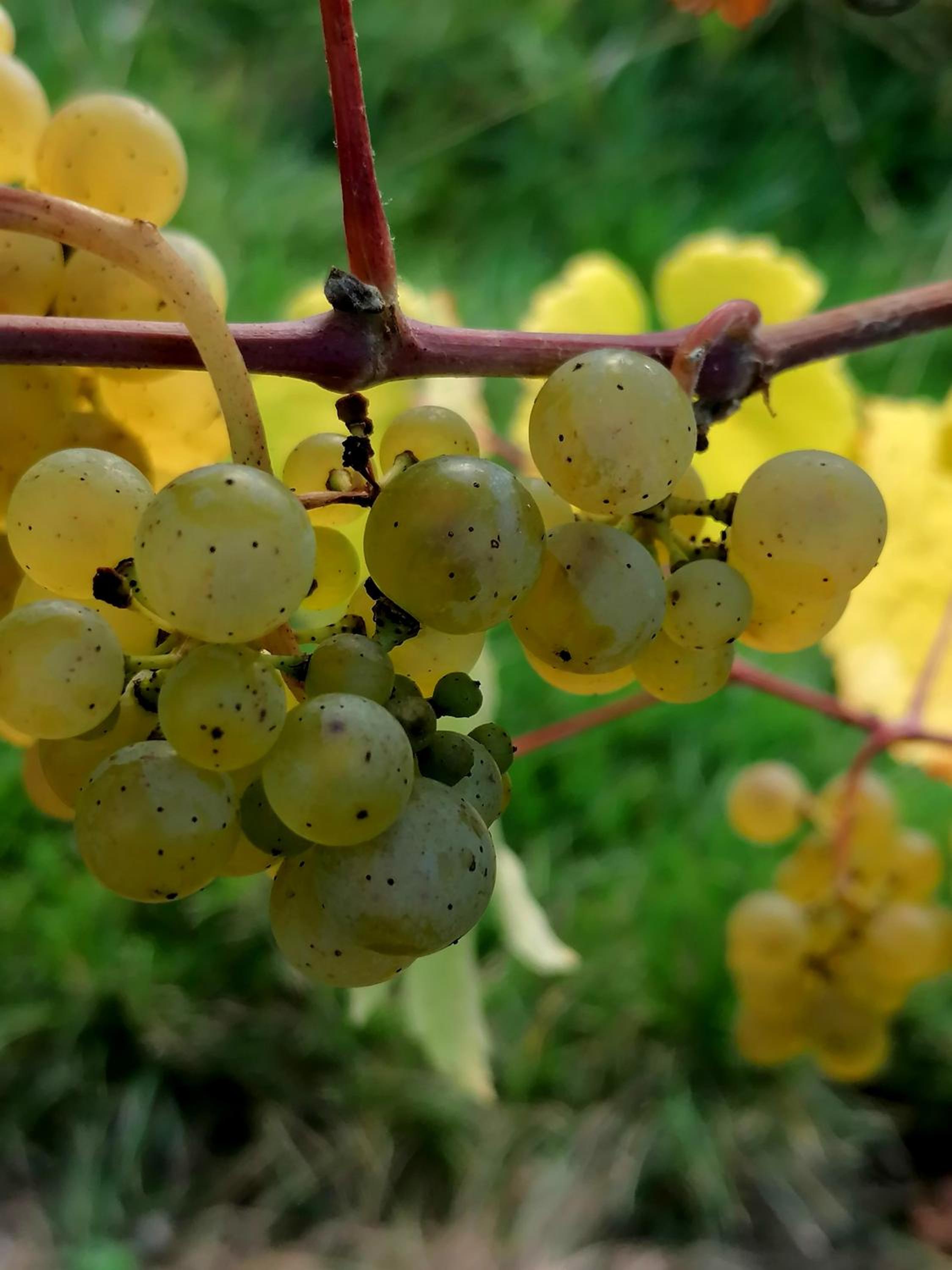 Weingut Tiliahof