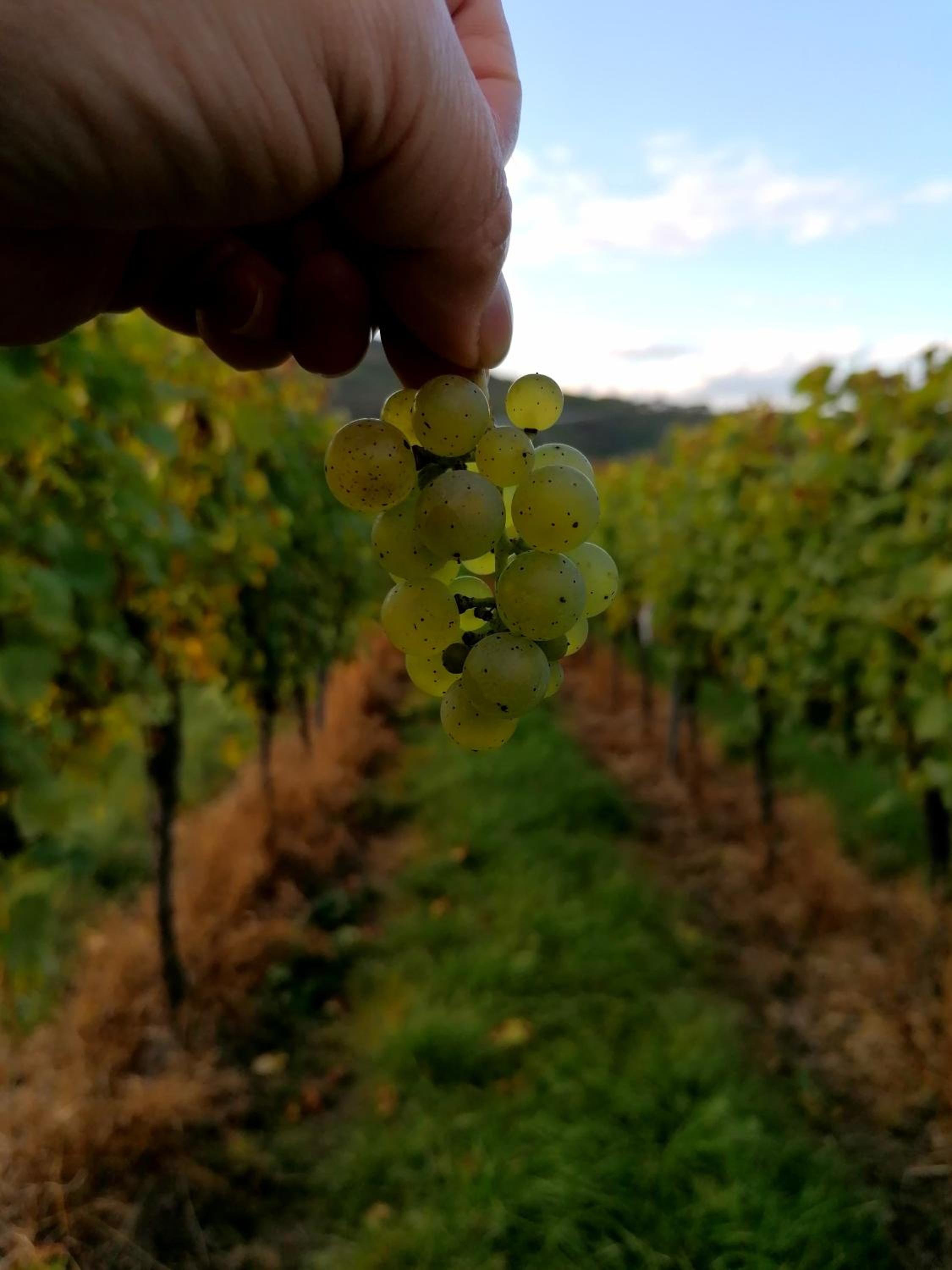 Weingut Tiliahof