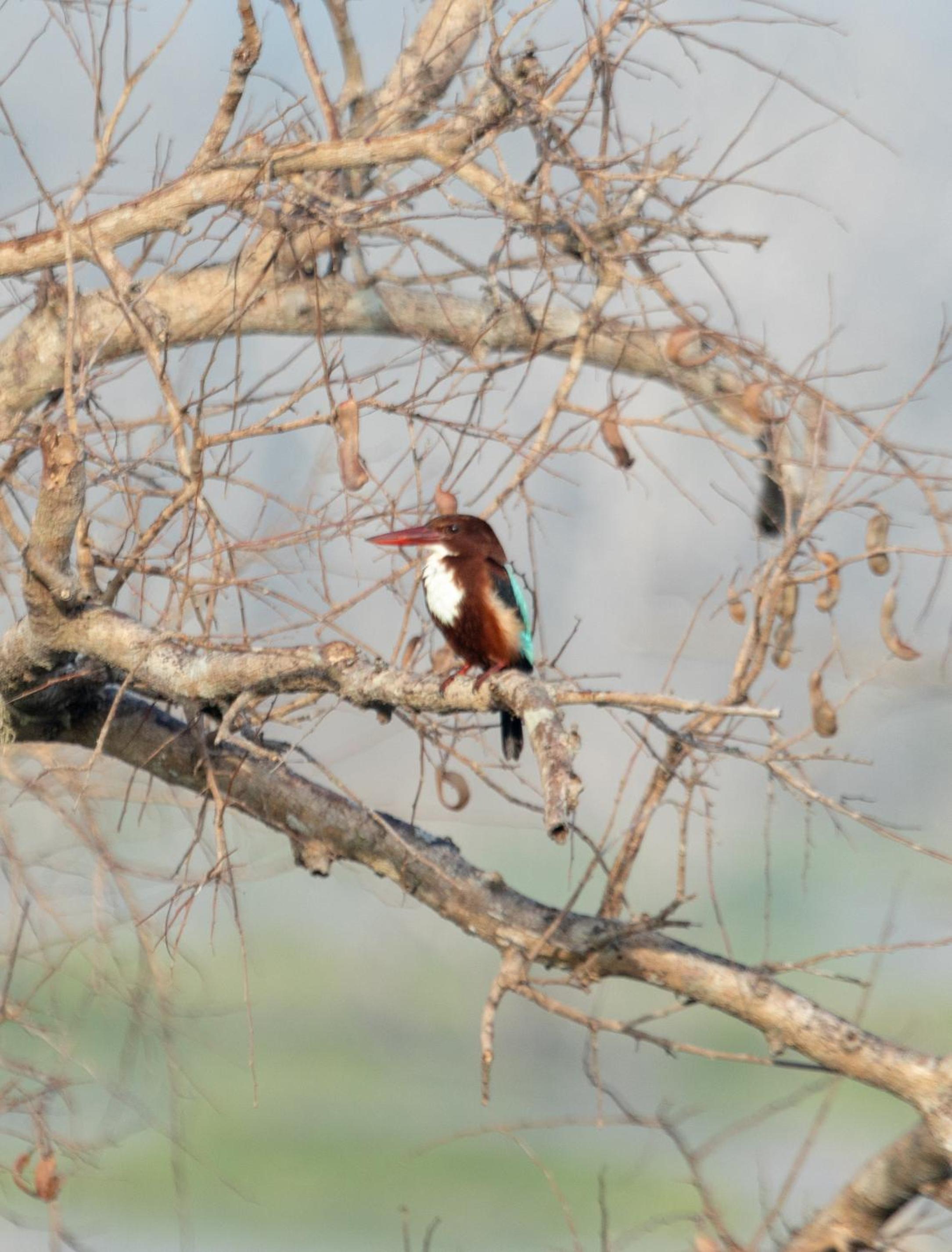 Koragaha Lodge - Yala