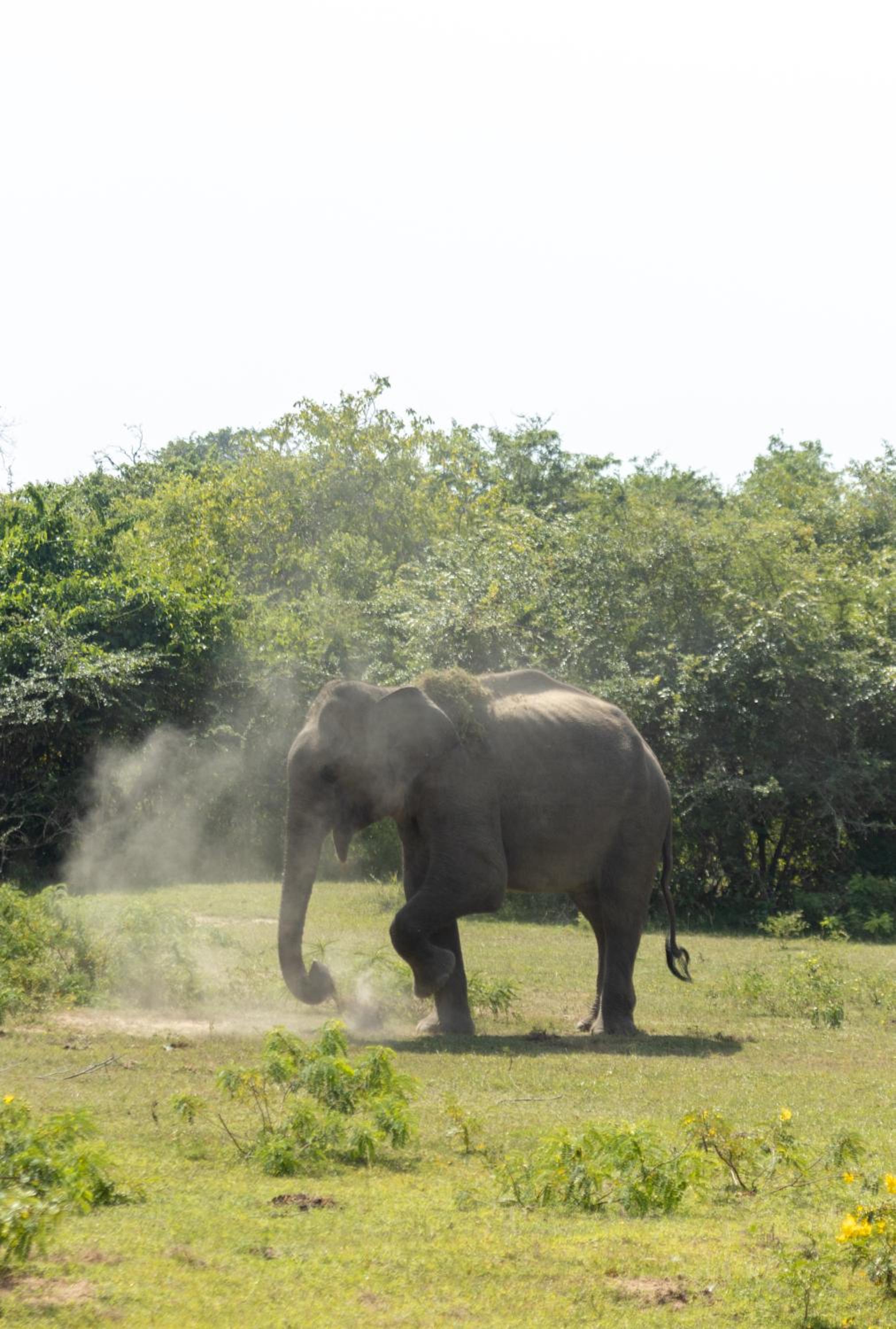 Koragaha Lodge - Yala