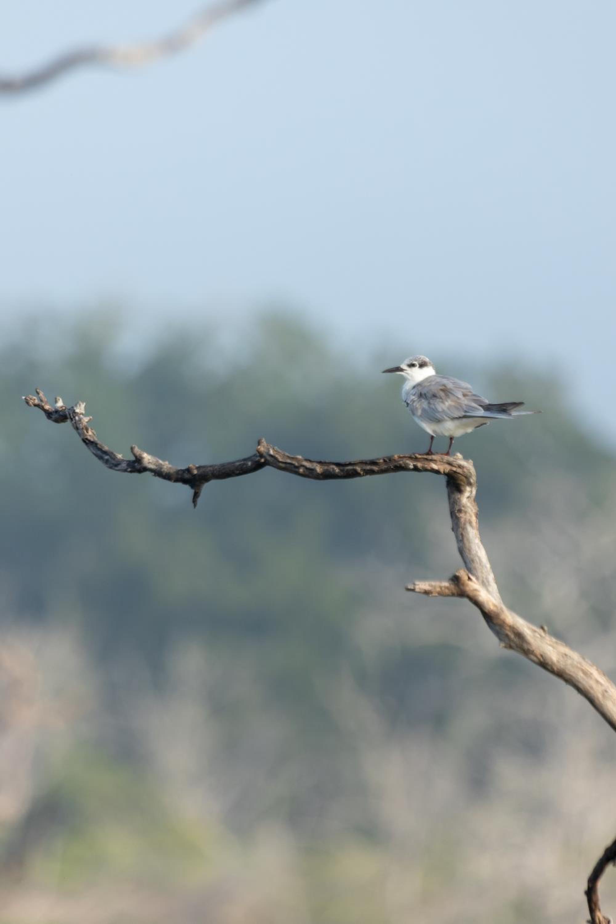 Koragaha Lodge - Yala