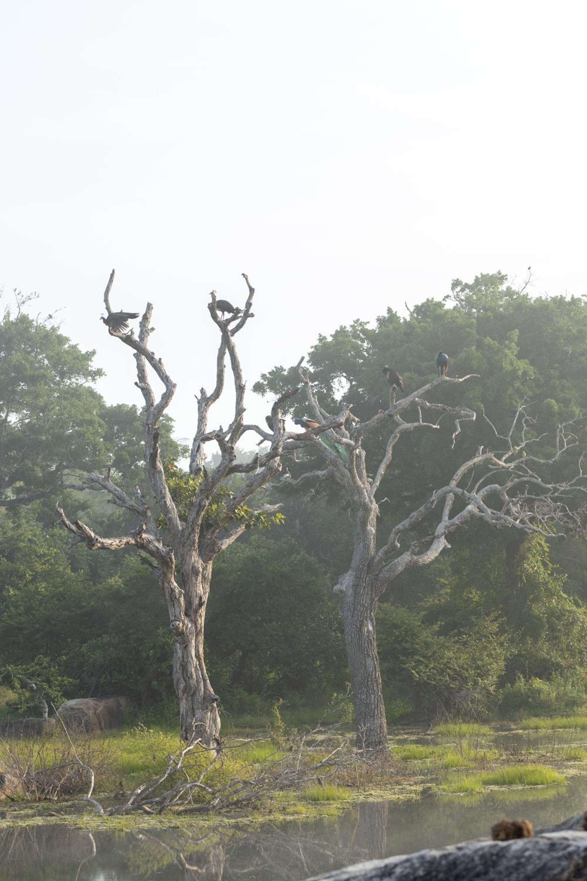 Koragaha Lodge - Yala