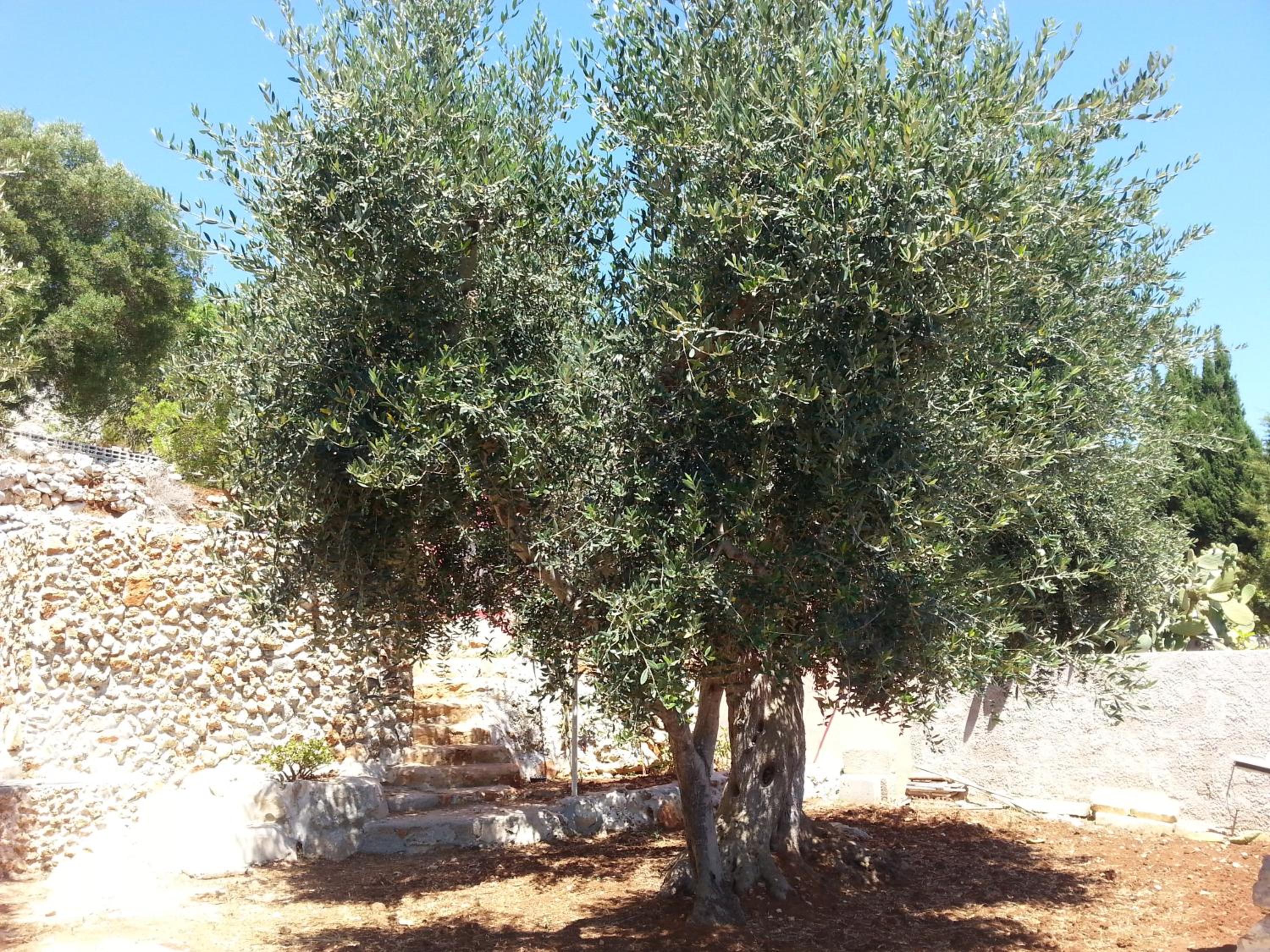 Photo 31